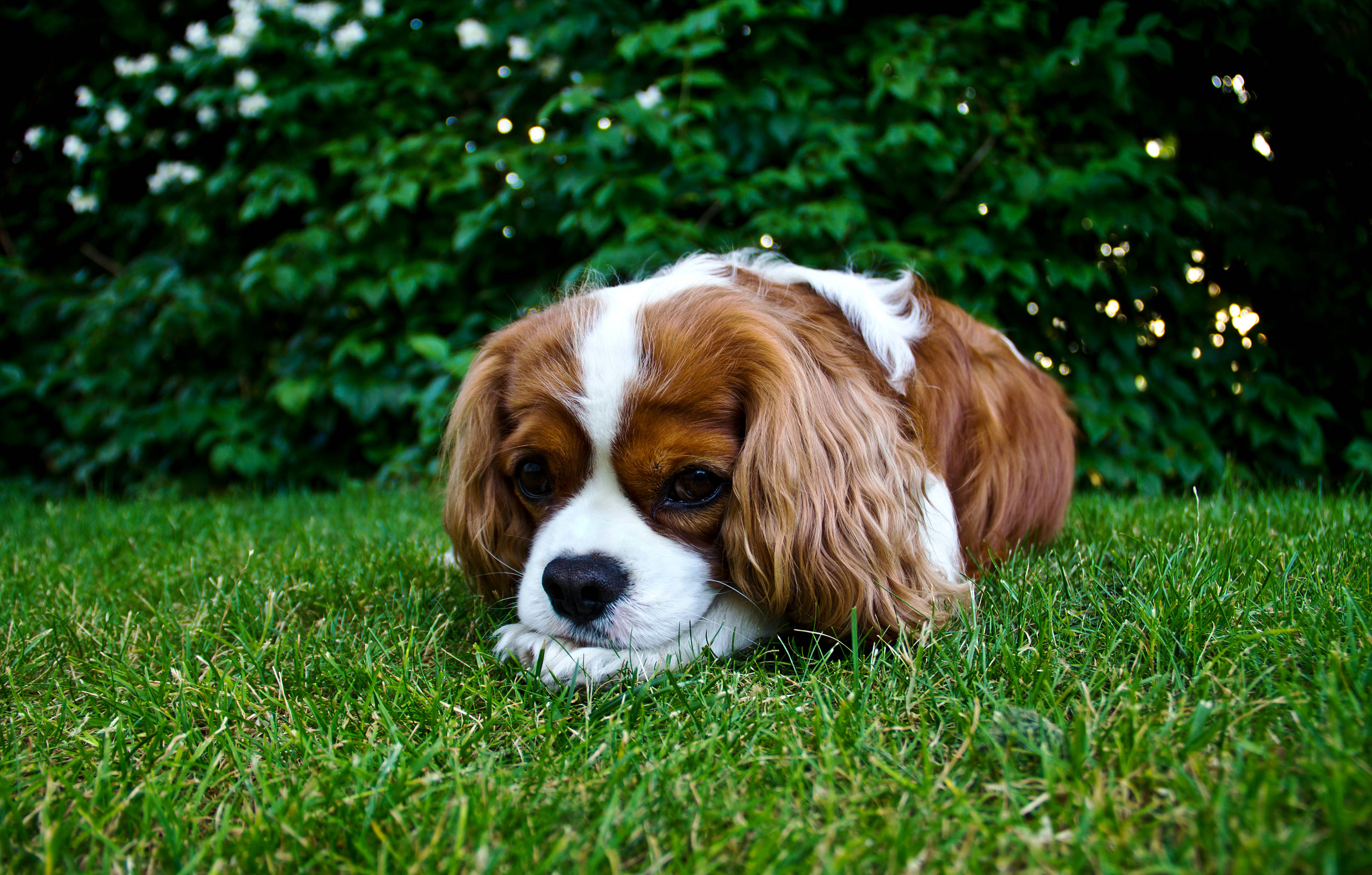 King Charles Spaniel Søt Valp Bakgrunner
