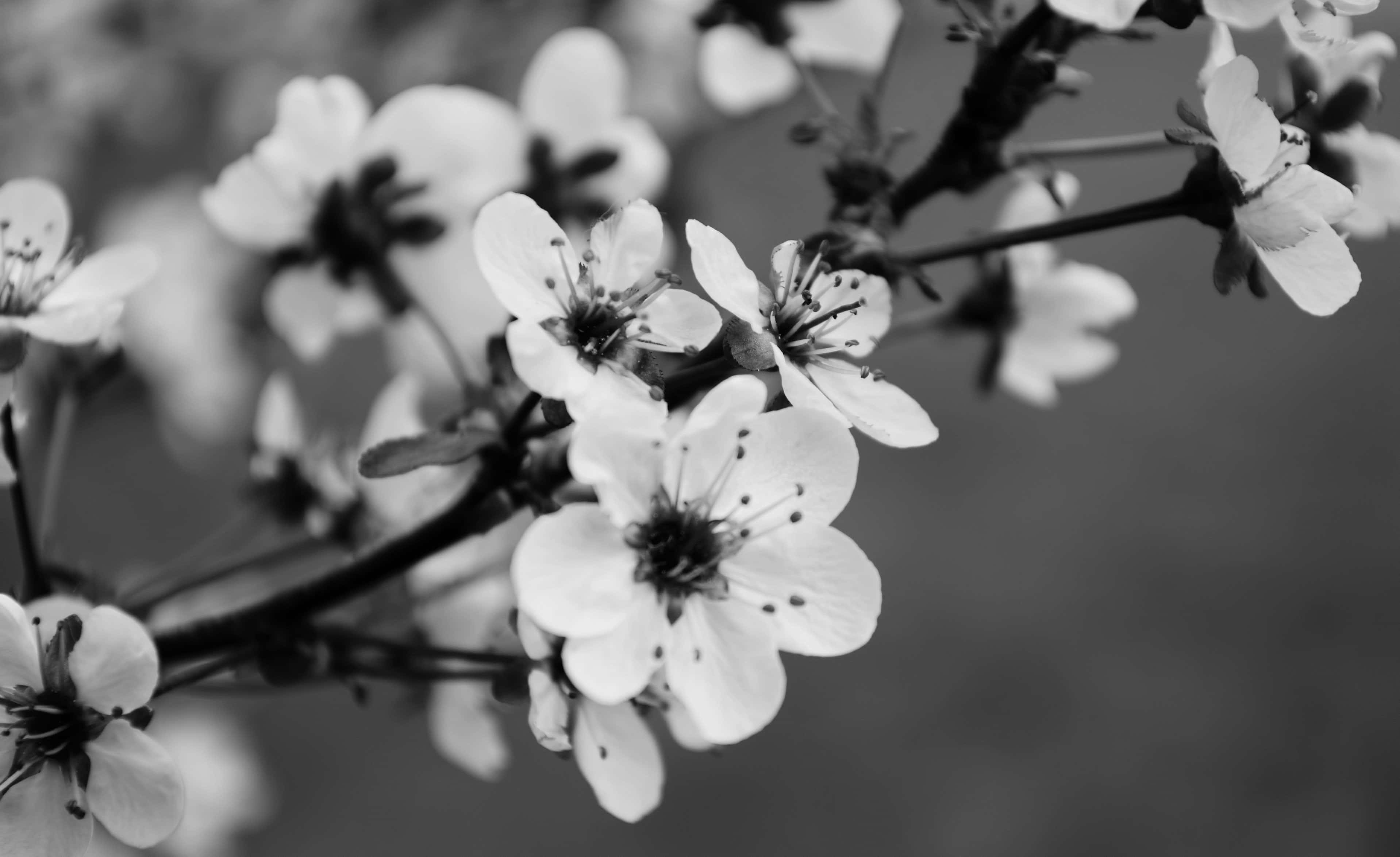 Kirsebærblomst i svarthvitt Bakgrunner