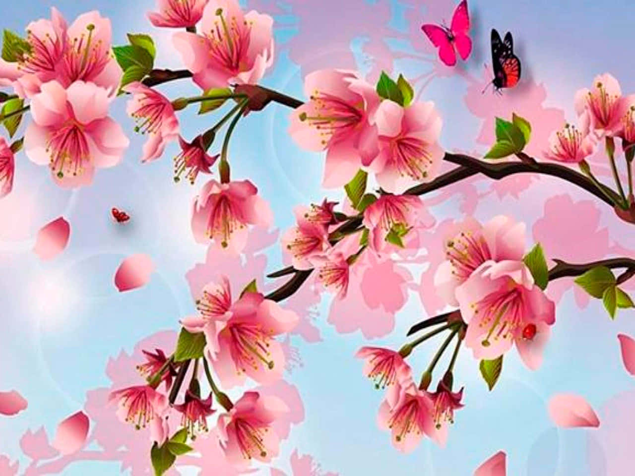 Kirsebærblomstbakgrunn Bakgrunner