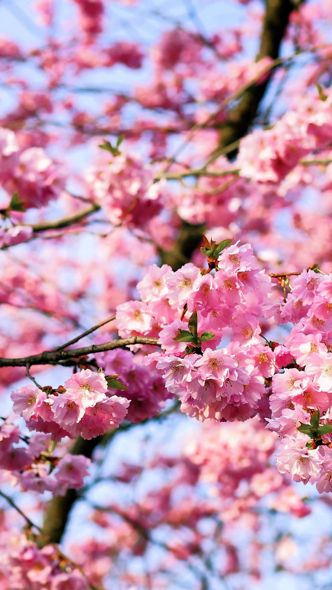 Kirsebærblomstbunter Bakgrunner