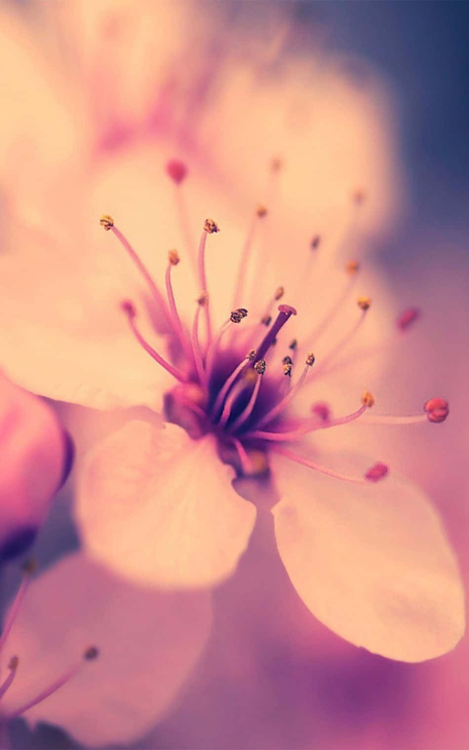 Kirsebærblomstbakgrunn Bakgrunner