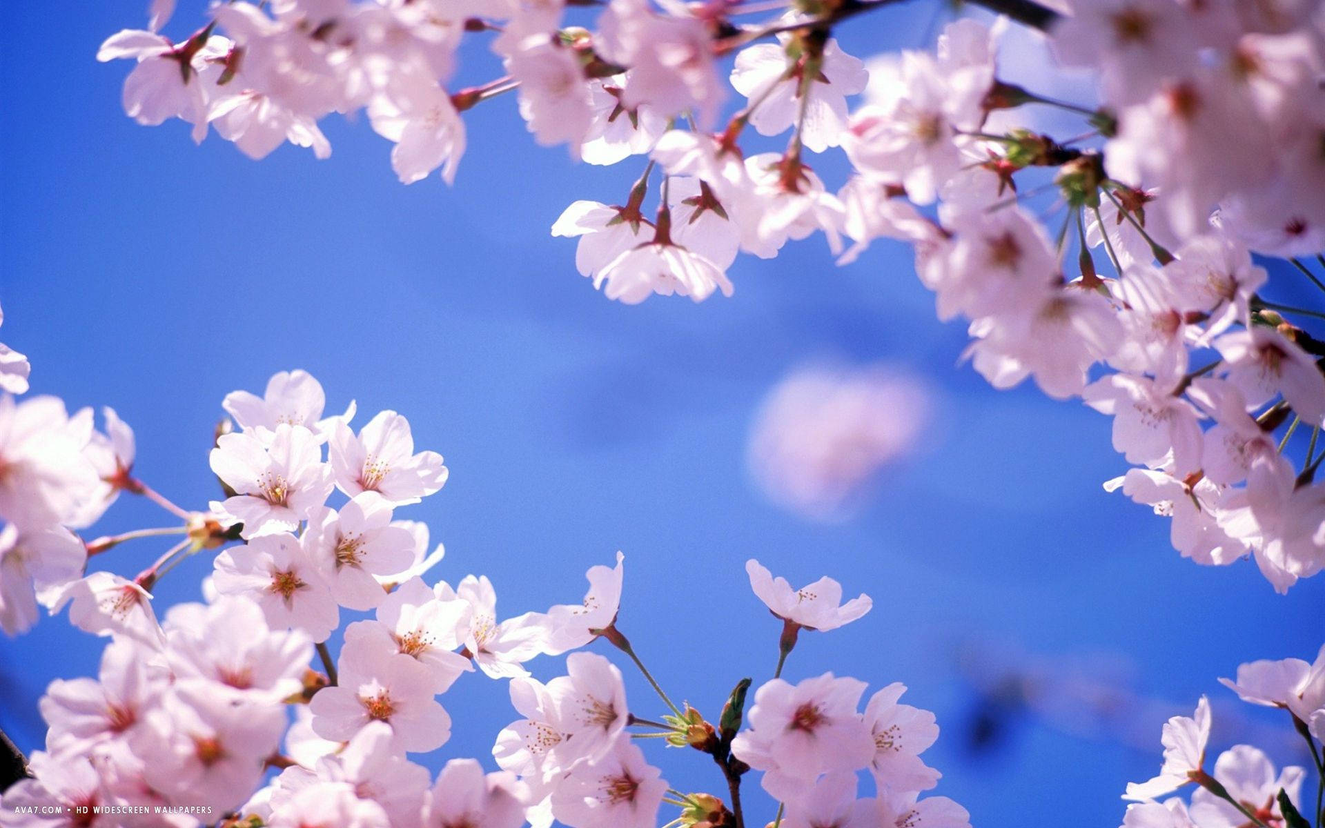 Kirsebærblomst Og Himmel Bakgrunner