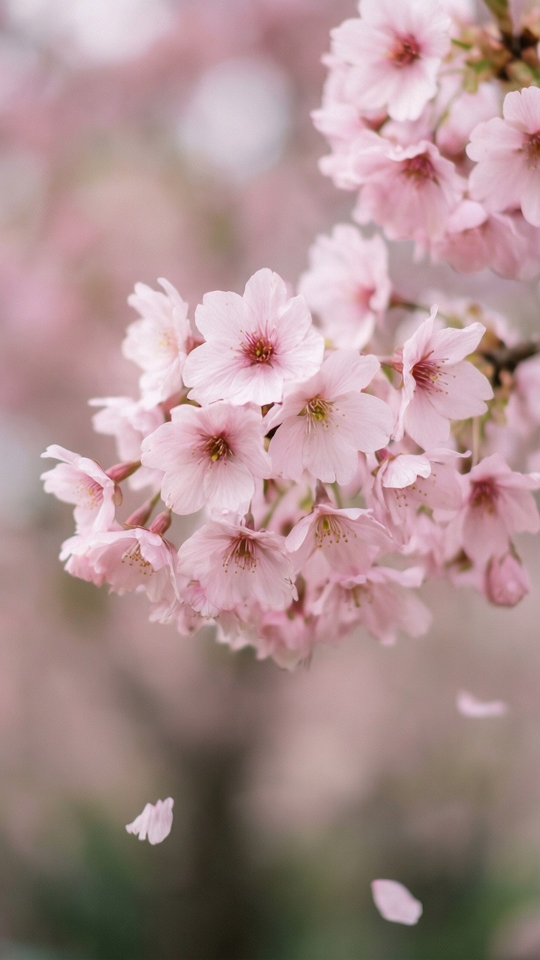 Kirsebærblomst Rosa Bakgrunner