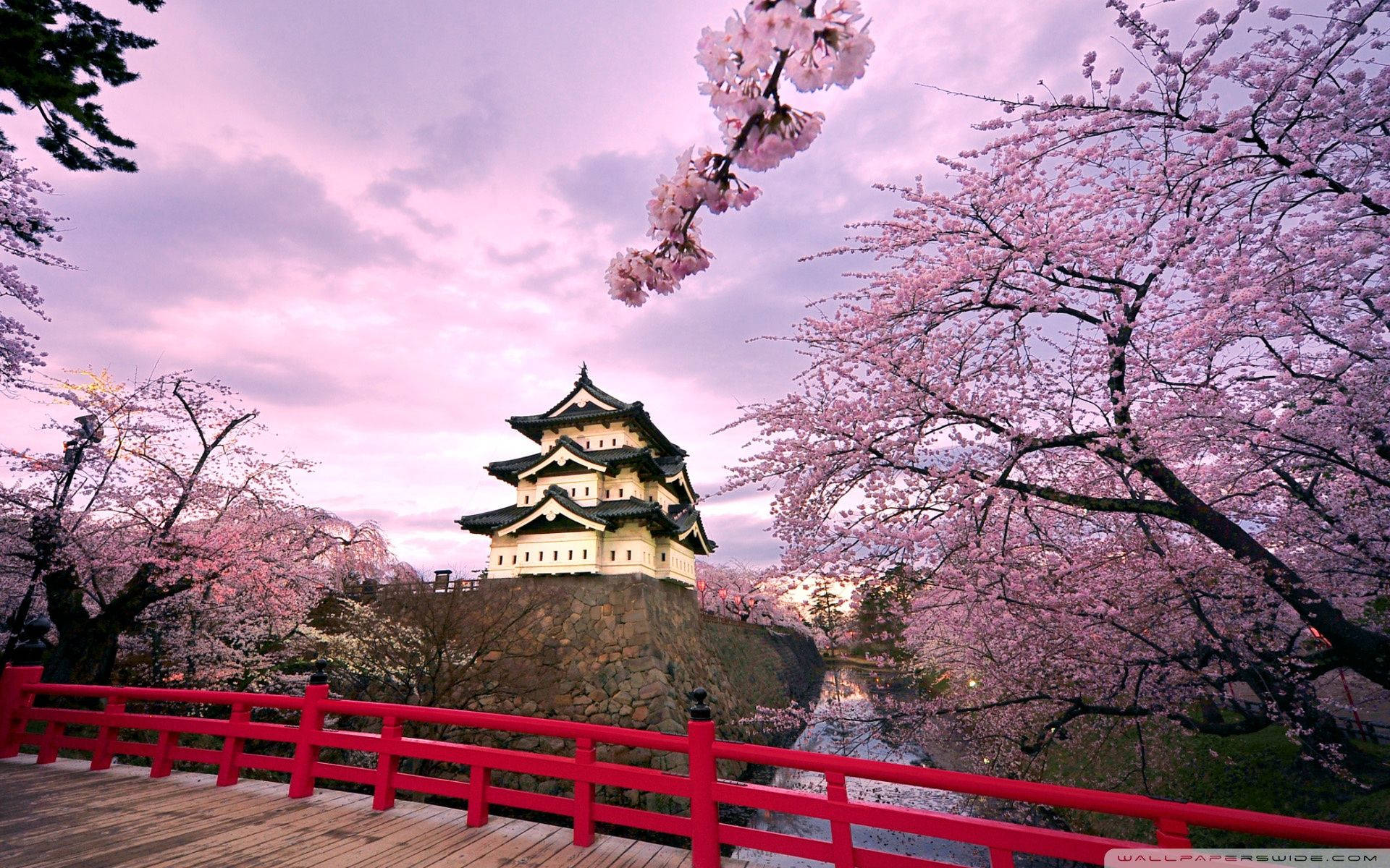 Kirsebærblomster Og Japansk Slott Bakgrunner