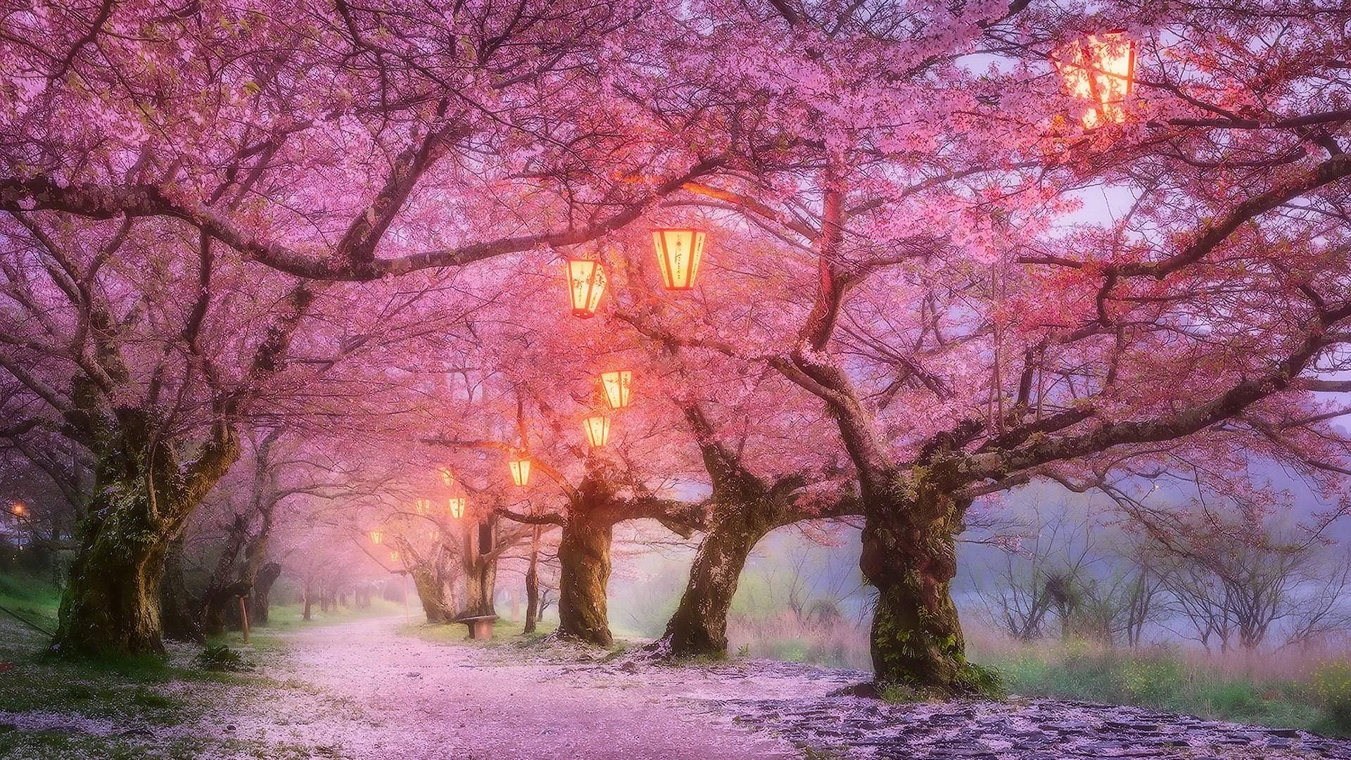 Kirsebærblomster og lamper Bakgrunner