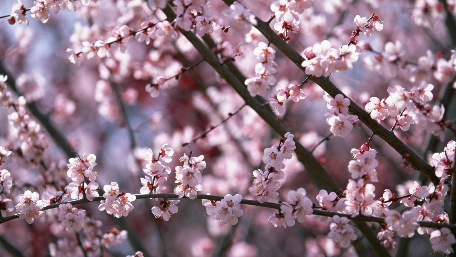 Kirsebærblomster Om Våren Bakgrunner