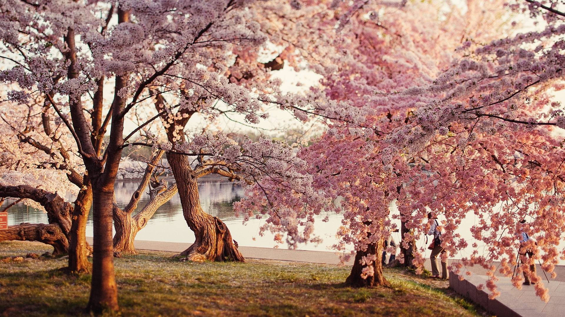 Kirsebærblomstpark Bakgrunner