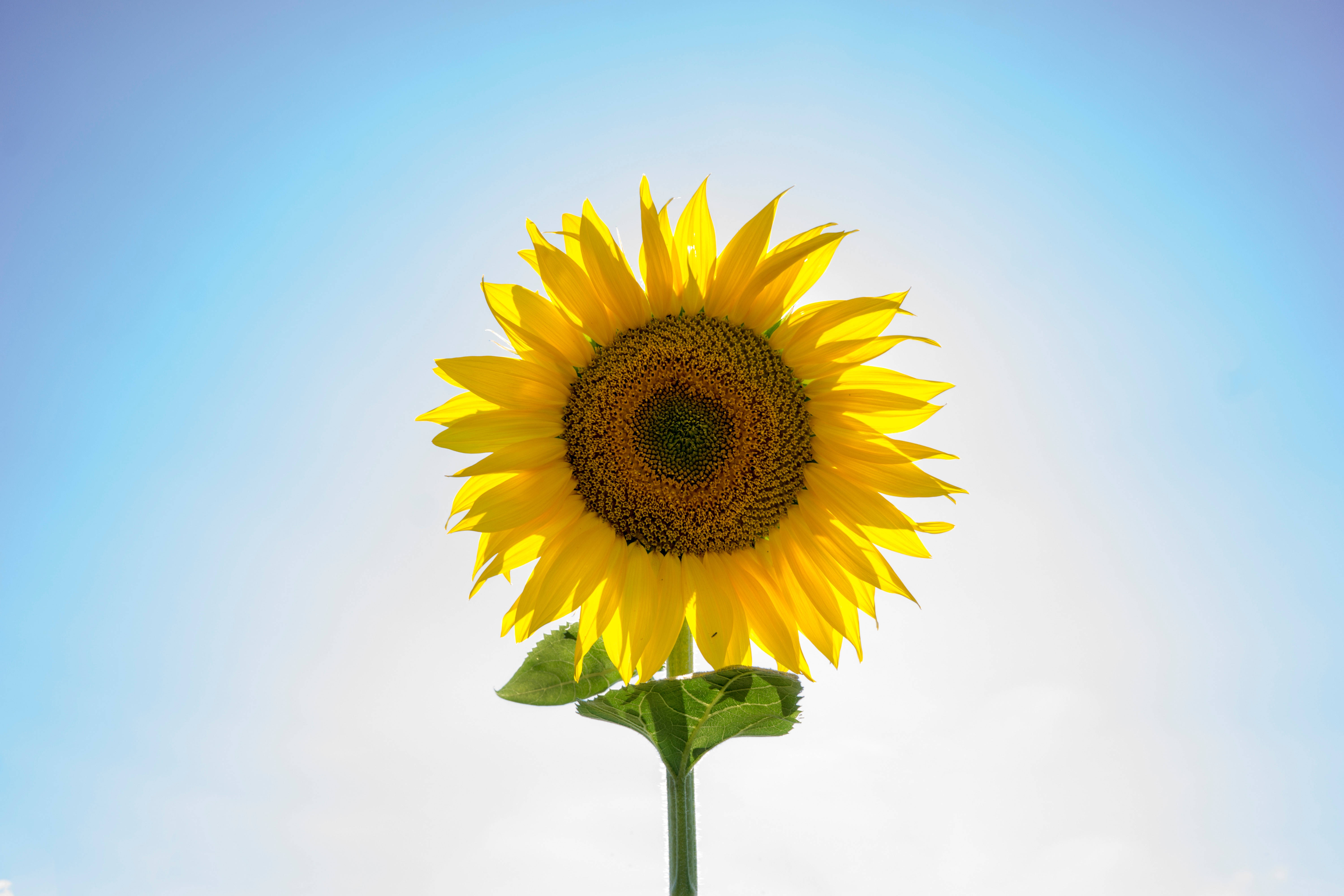 Kjempesolsikke på en solrik dag Bakgrunner