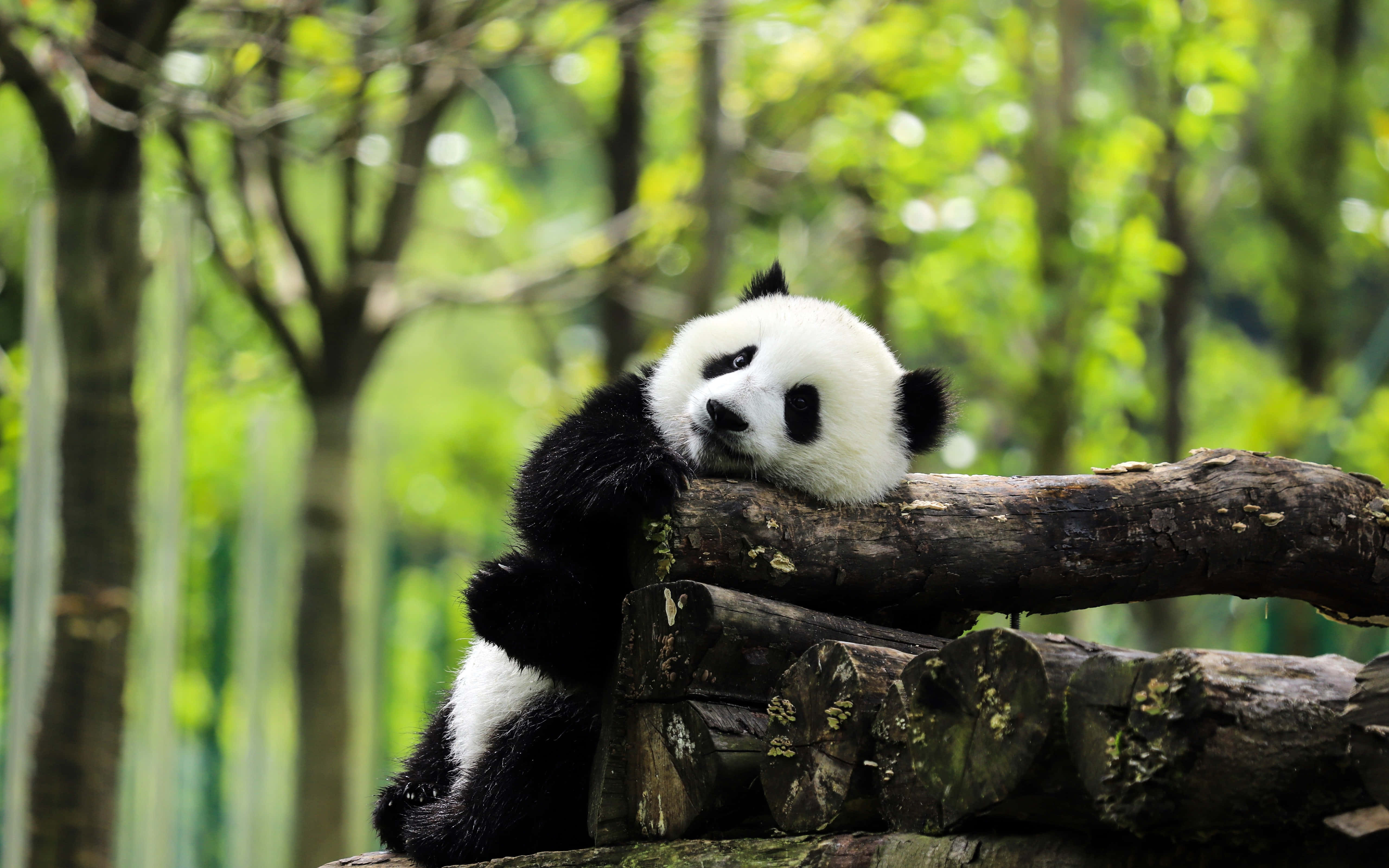 Kjempetigerpanda på en stabel med tømmerstokker Bakgrunner