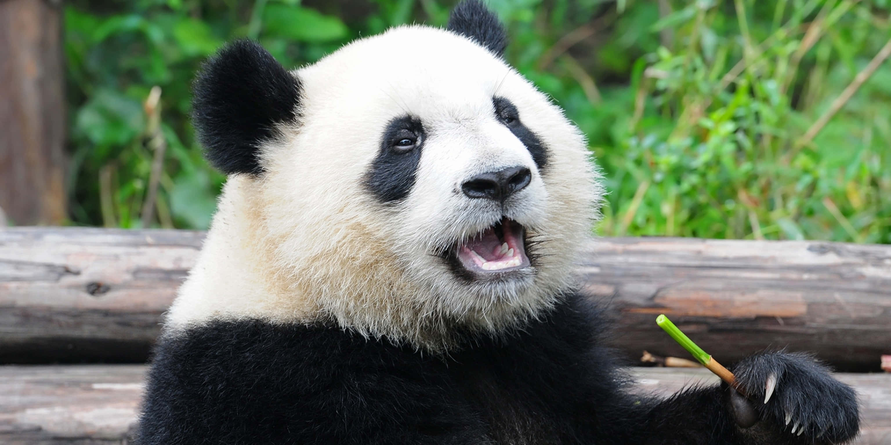 Kjempetigerpanda som åpner munnen Bakgrunner