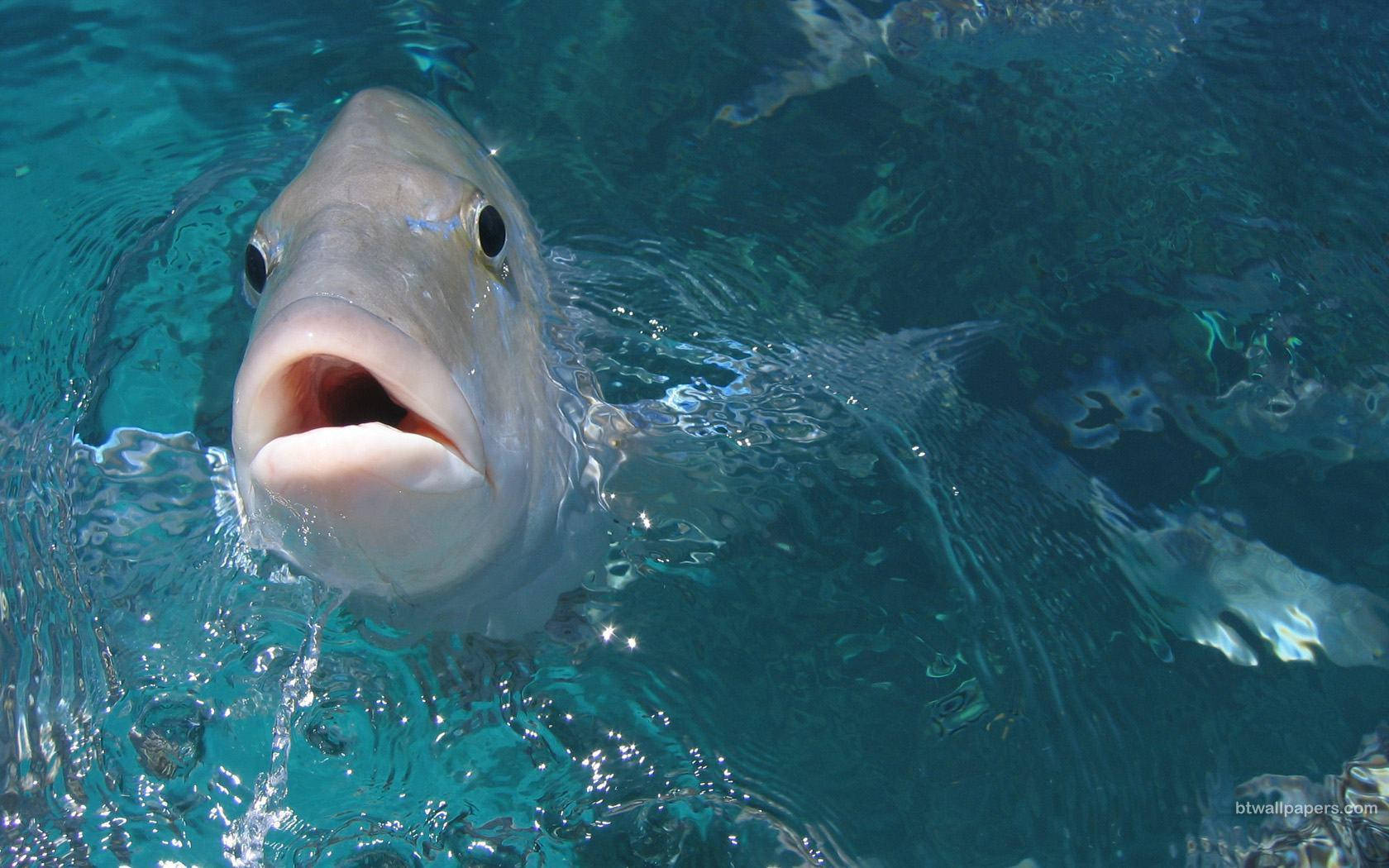 Kjølig grå fisk Bakgrunner