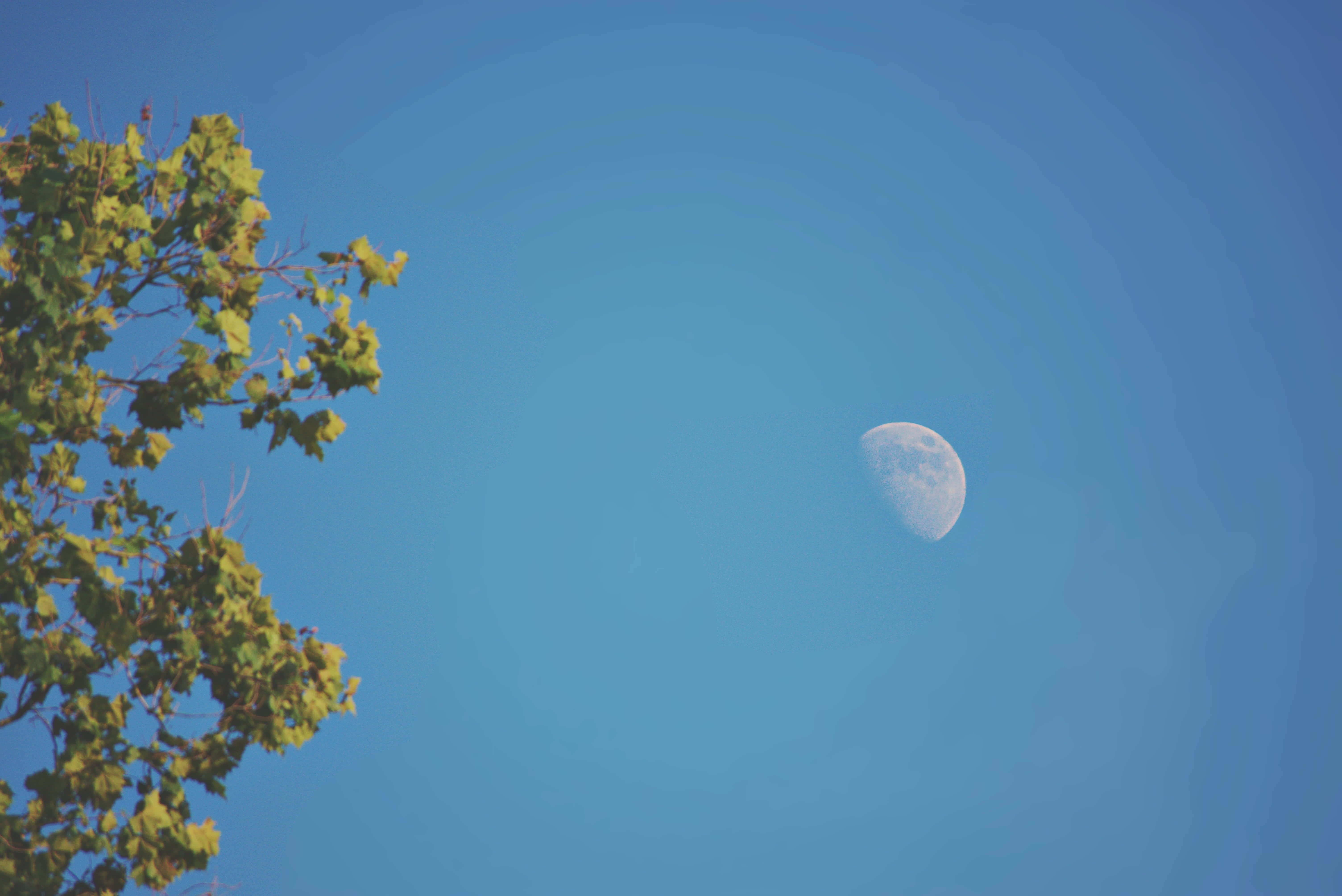 Klar blå himmel med måne Bakgrunner