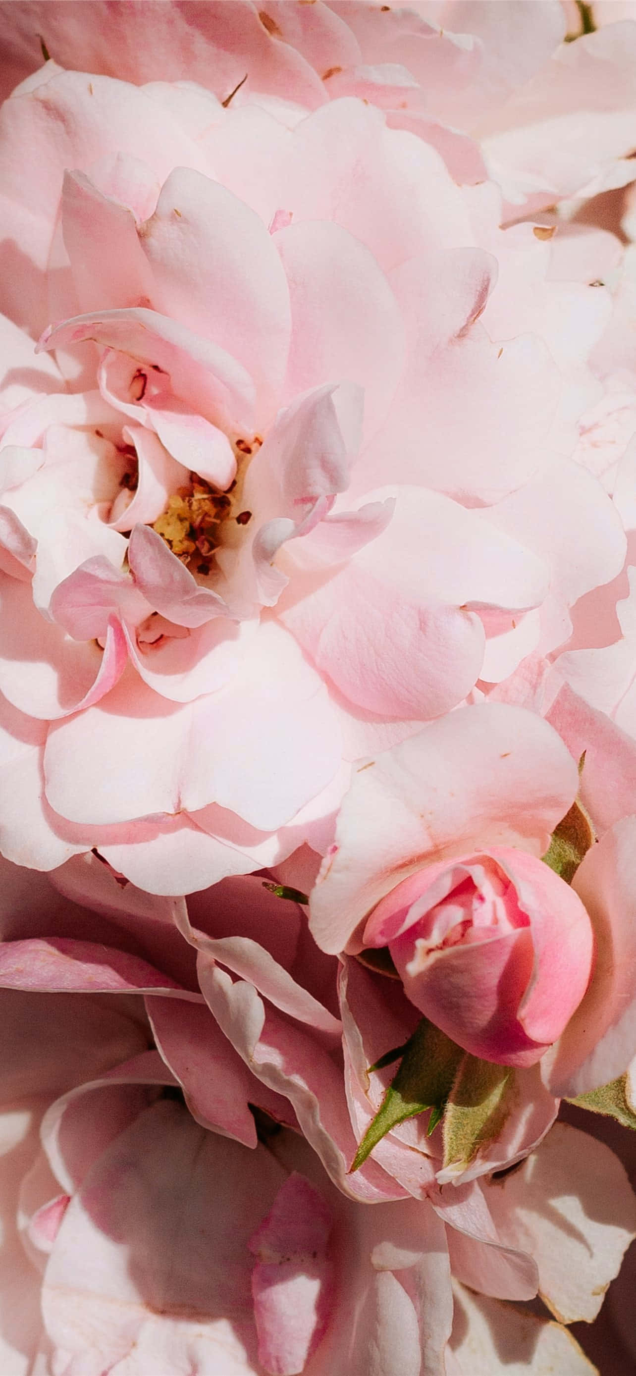 Koble ut og nyt skjønnheten av blomsterkunst med denne rosa blomsterbakgrunnen for iPhone. Bakgrunner