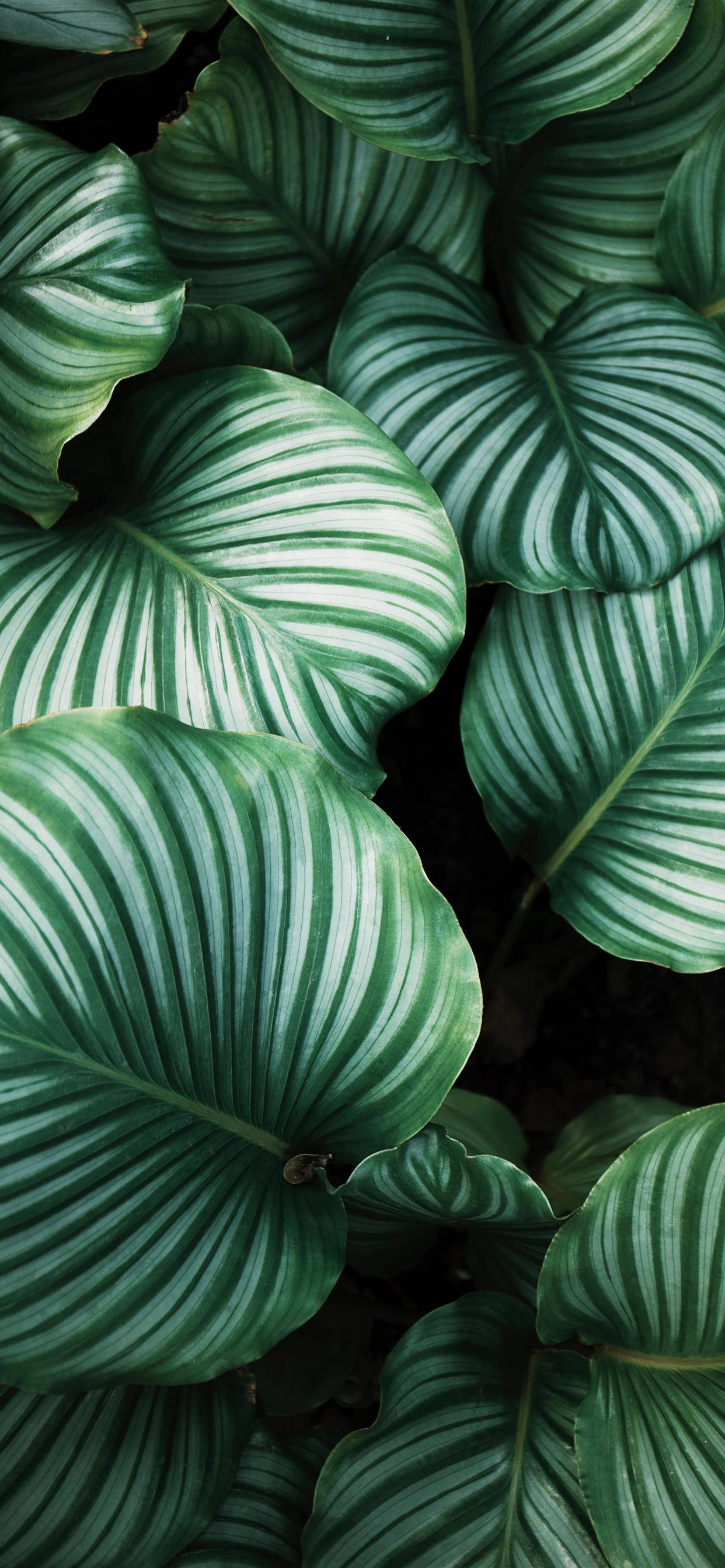 Kom i kontakt med naturen – Last ned Plants iPhone-bakgrunner Bakgrunner