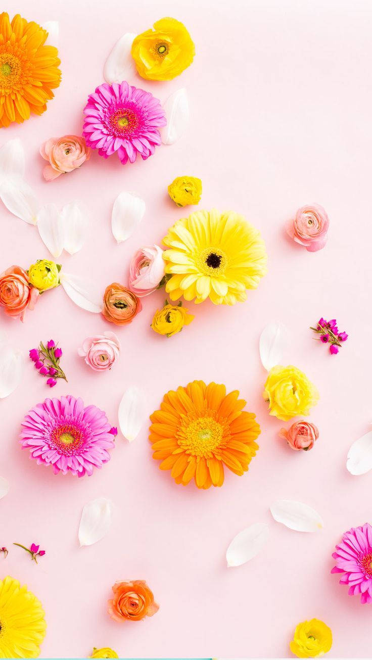 Kontrasterende fargerik blomster-iPhone Bakgrunner