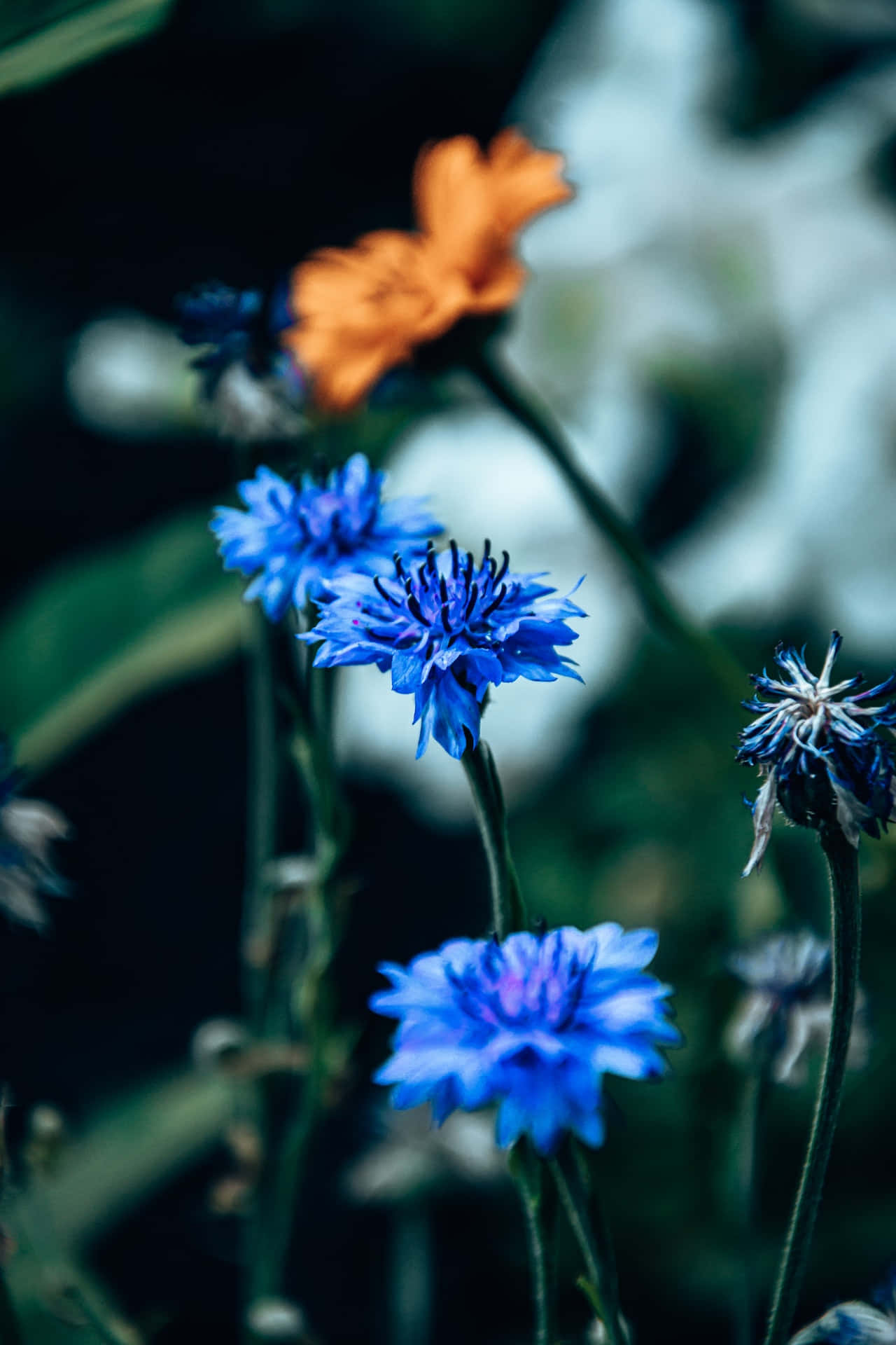 Kornblomster Blå Blomster Telefonbakgrunn Bakgrunner