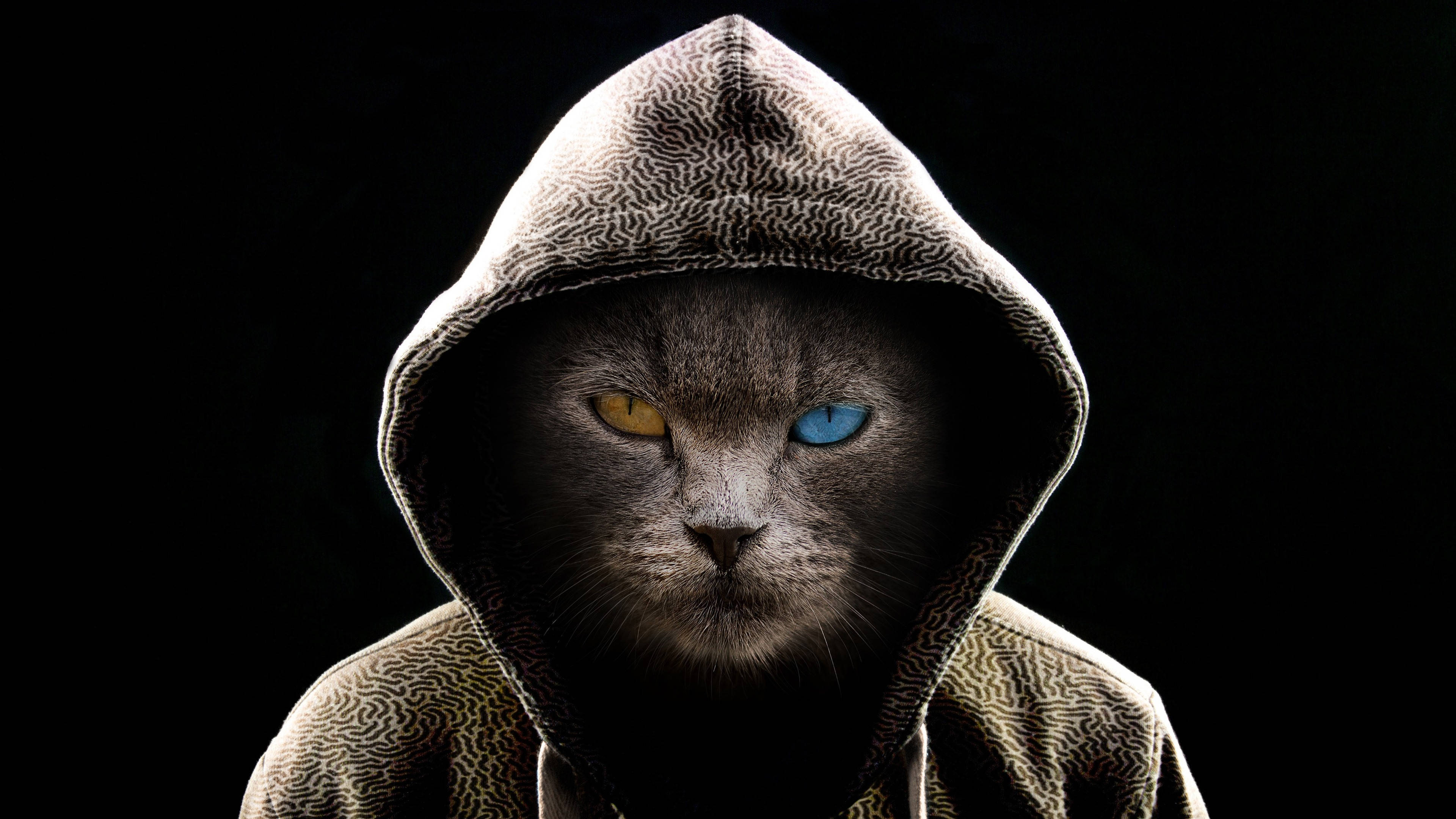 Kul hettegenserkatt på datamaskin Bakgrunner