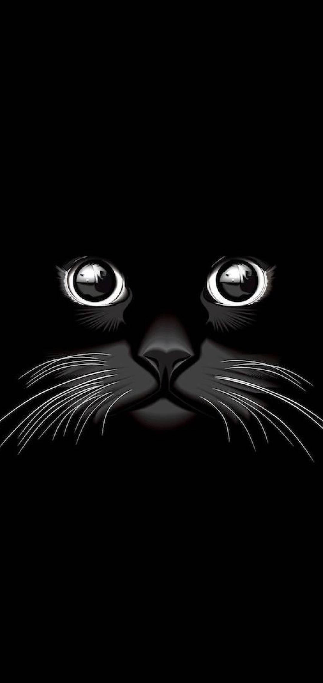 Kul svart katt Bakgrunner