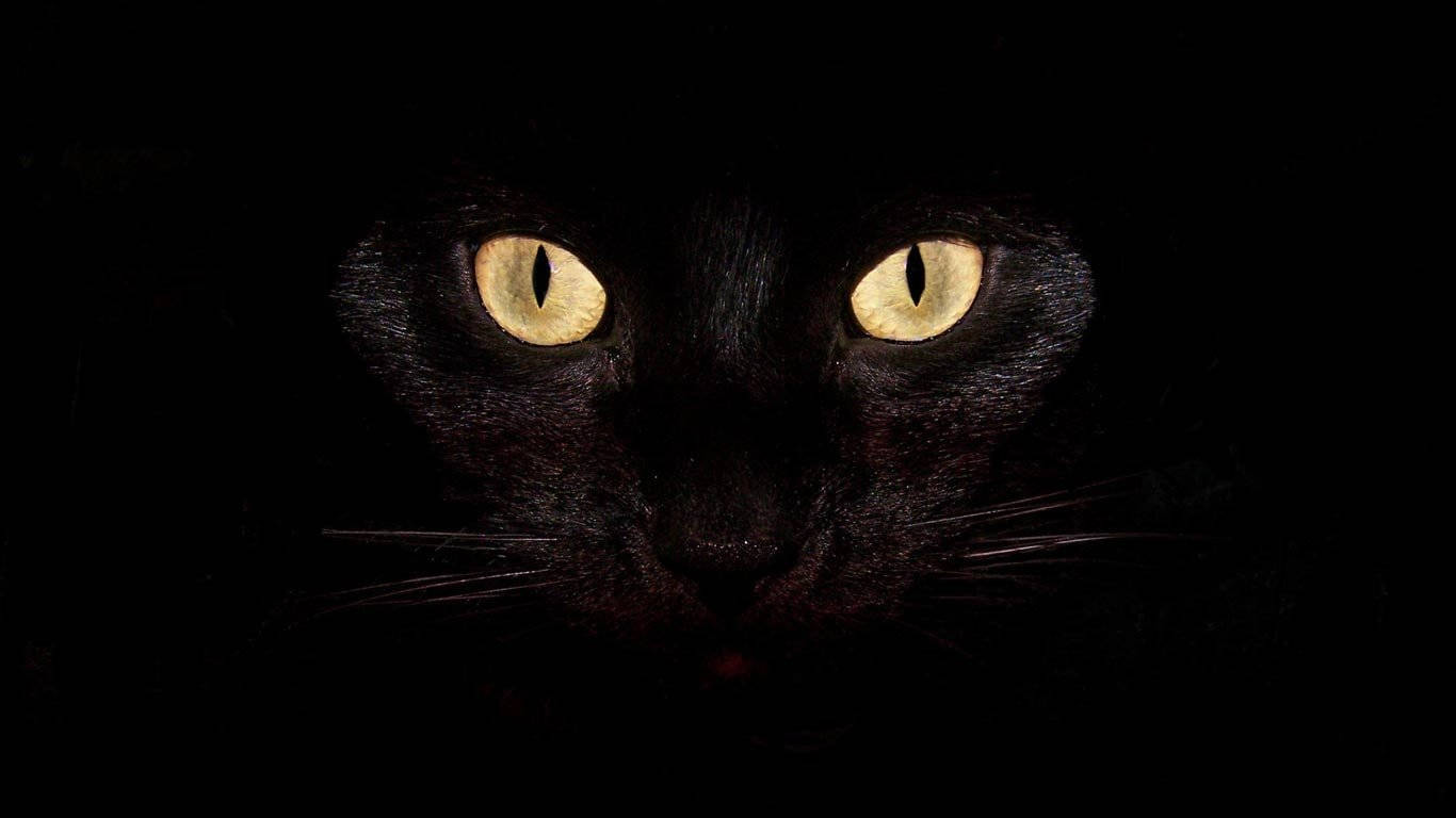 Kul svart katt Bakgrunner