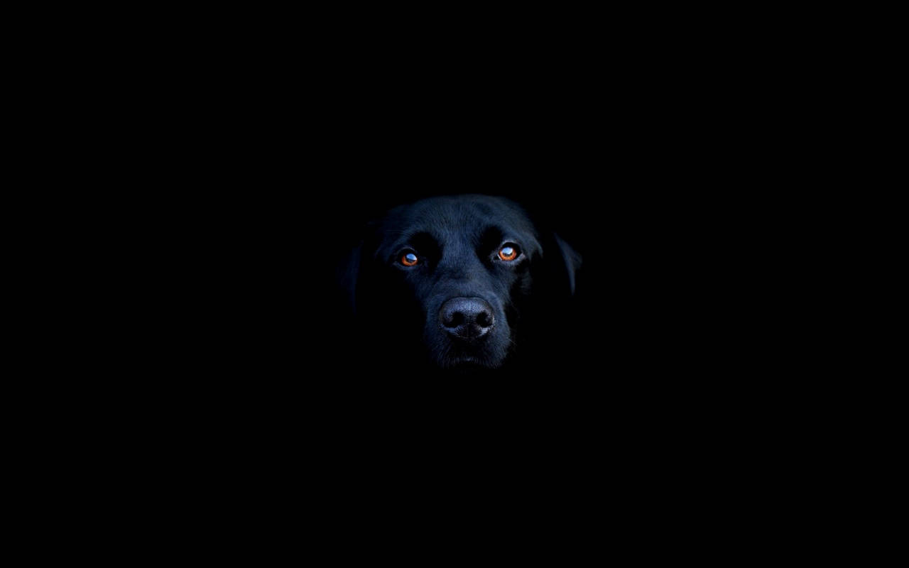 Kul svart labrador Bakgrunner