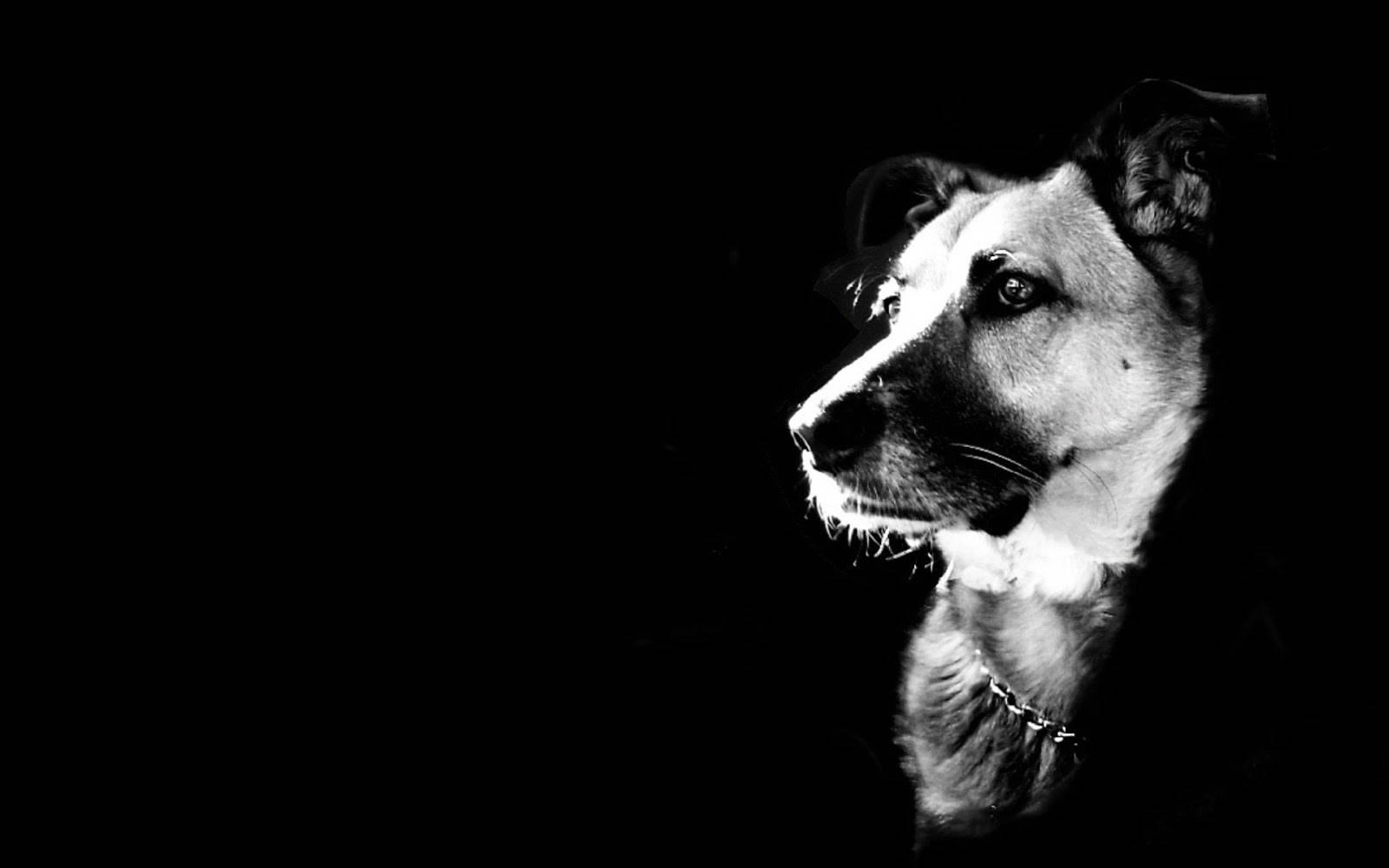 Kul svart og hvit hund Bakgrunner