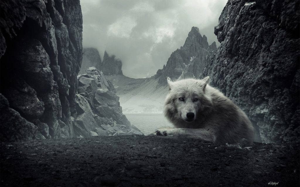 Kul ulv i Rocky Mountains Bakgrunner