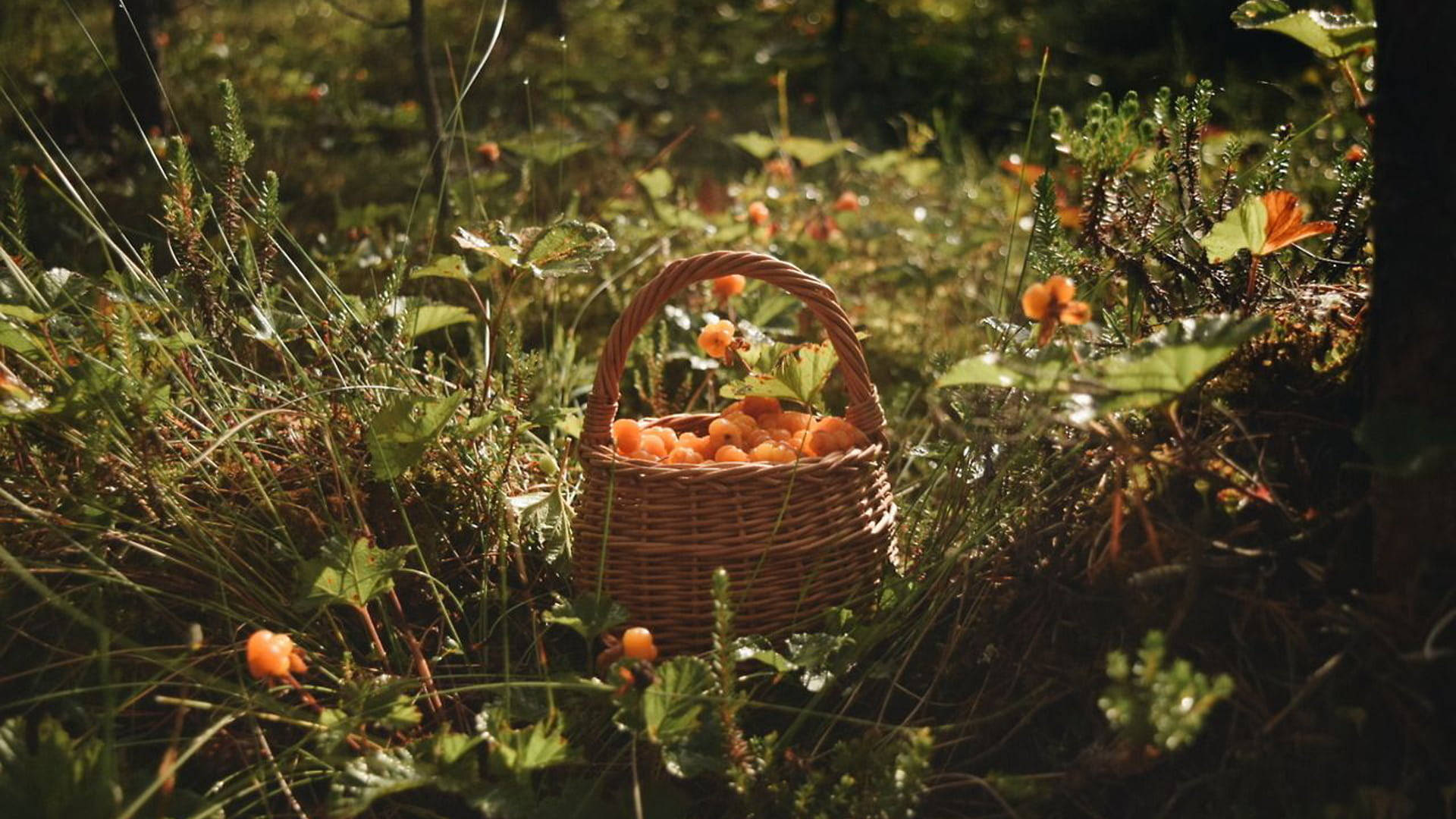 Kurv med frukt Cottagecore skrivebord Bakgrunner