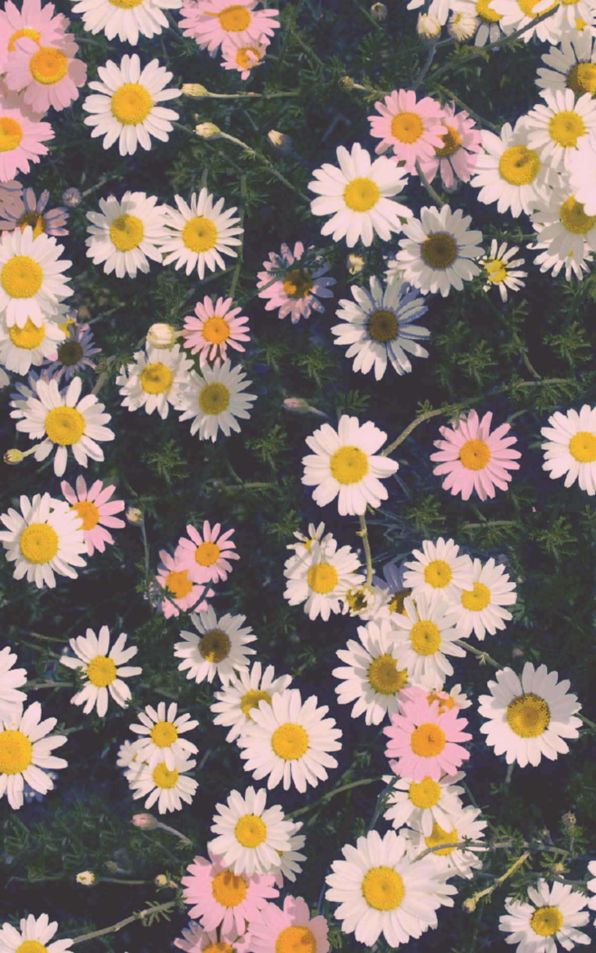 La nature blomstre inn i livet ditt med en Flower iPhone. Bakgrunner