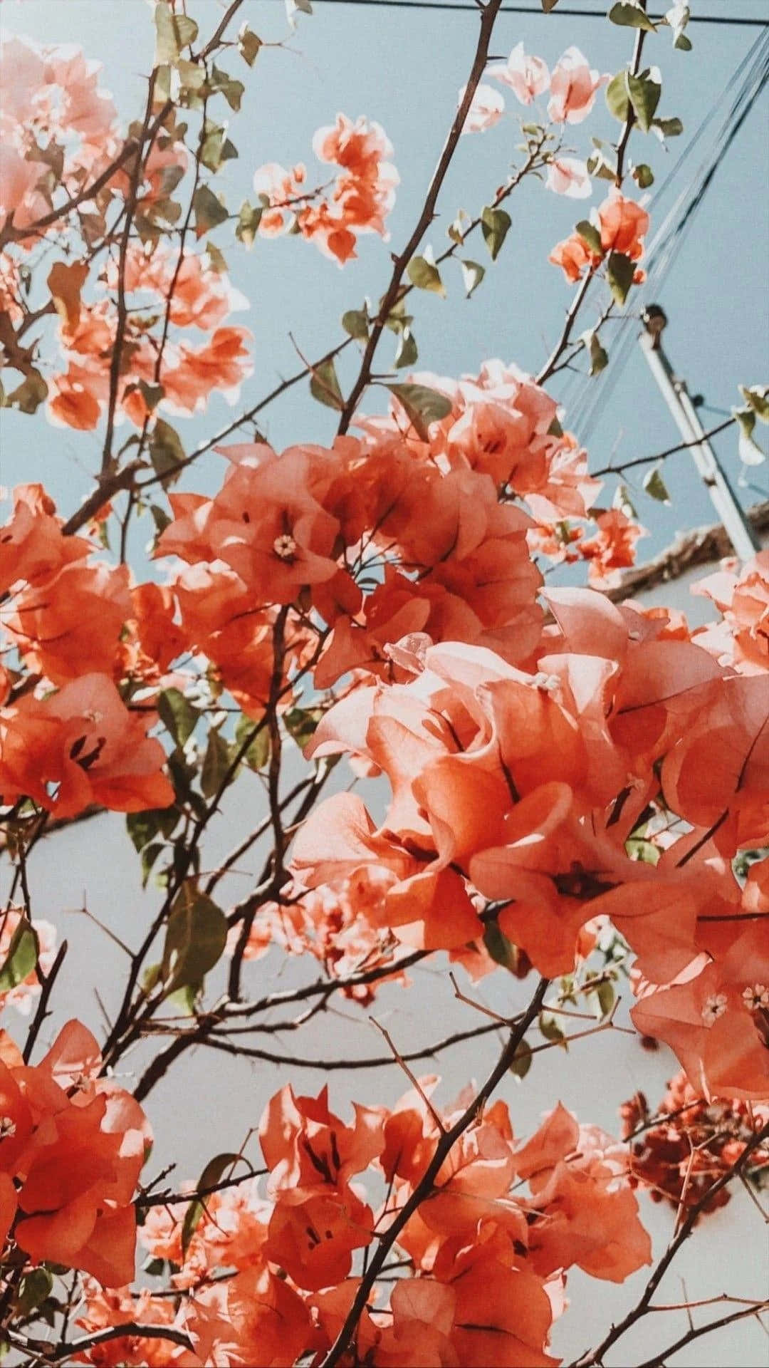 «La skjønnheten til den livlige estetiske blomsten lyse opp dagen din!» Bakgrunner