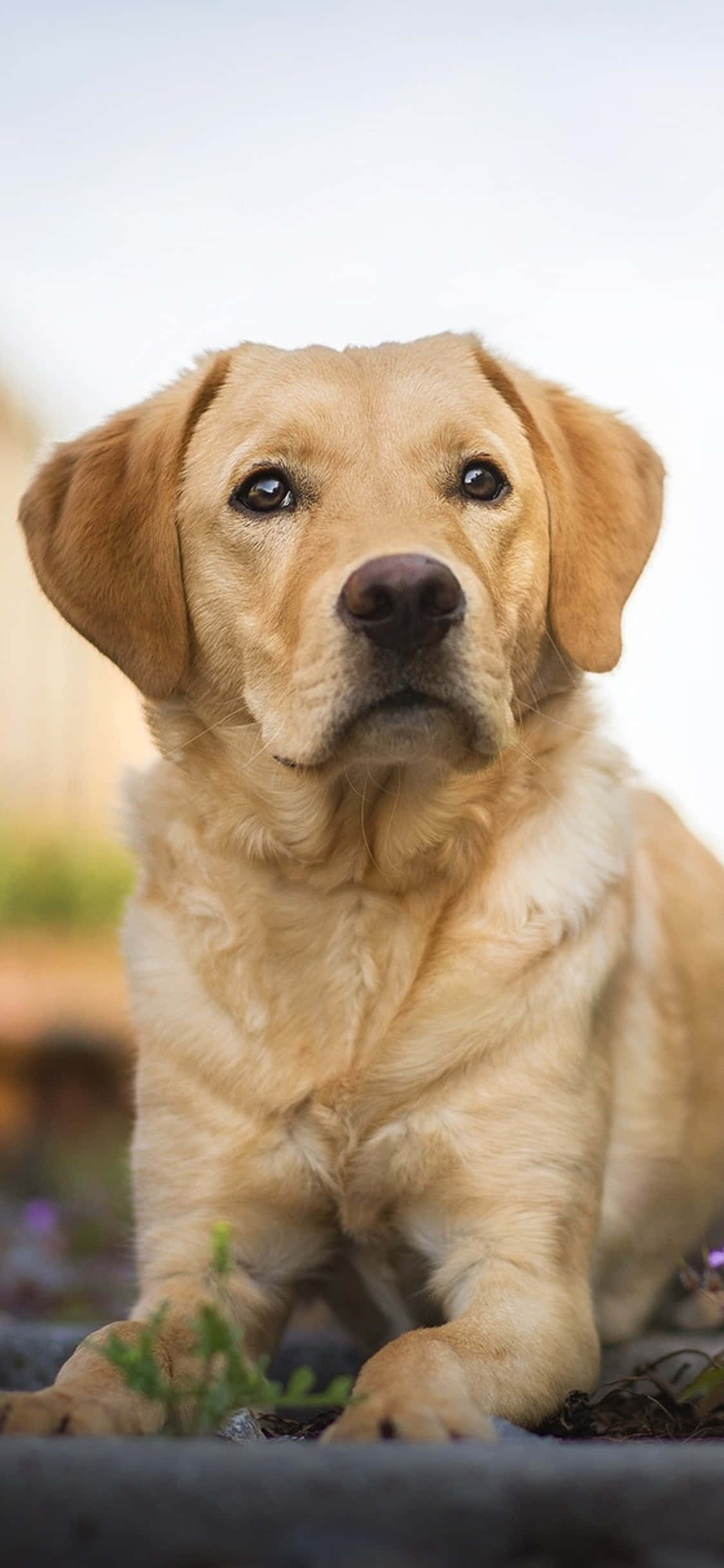 Labrador bakgrunn Bakgrunner