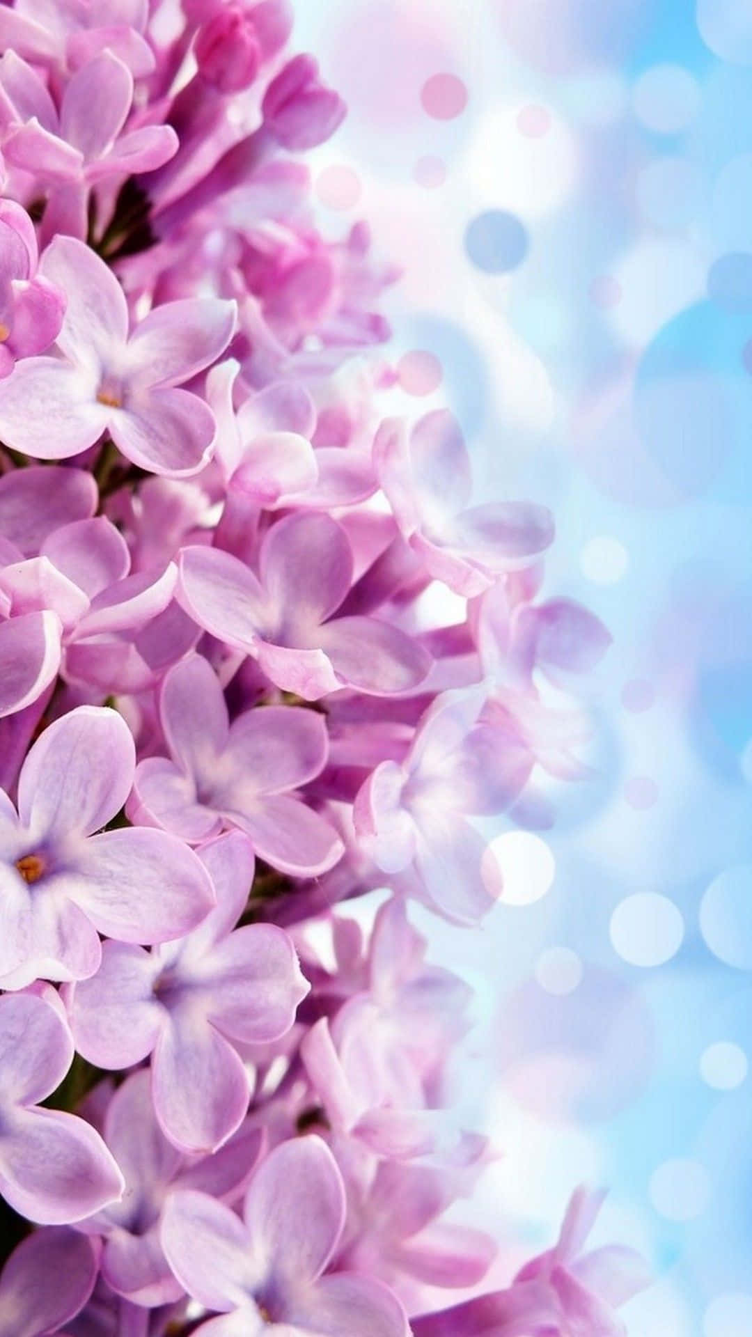 Lag et fargerikt utsagn med denne vakre blomsterbakgrunnen til iPhone Bakgrunner