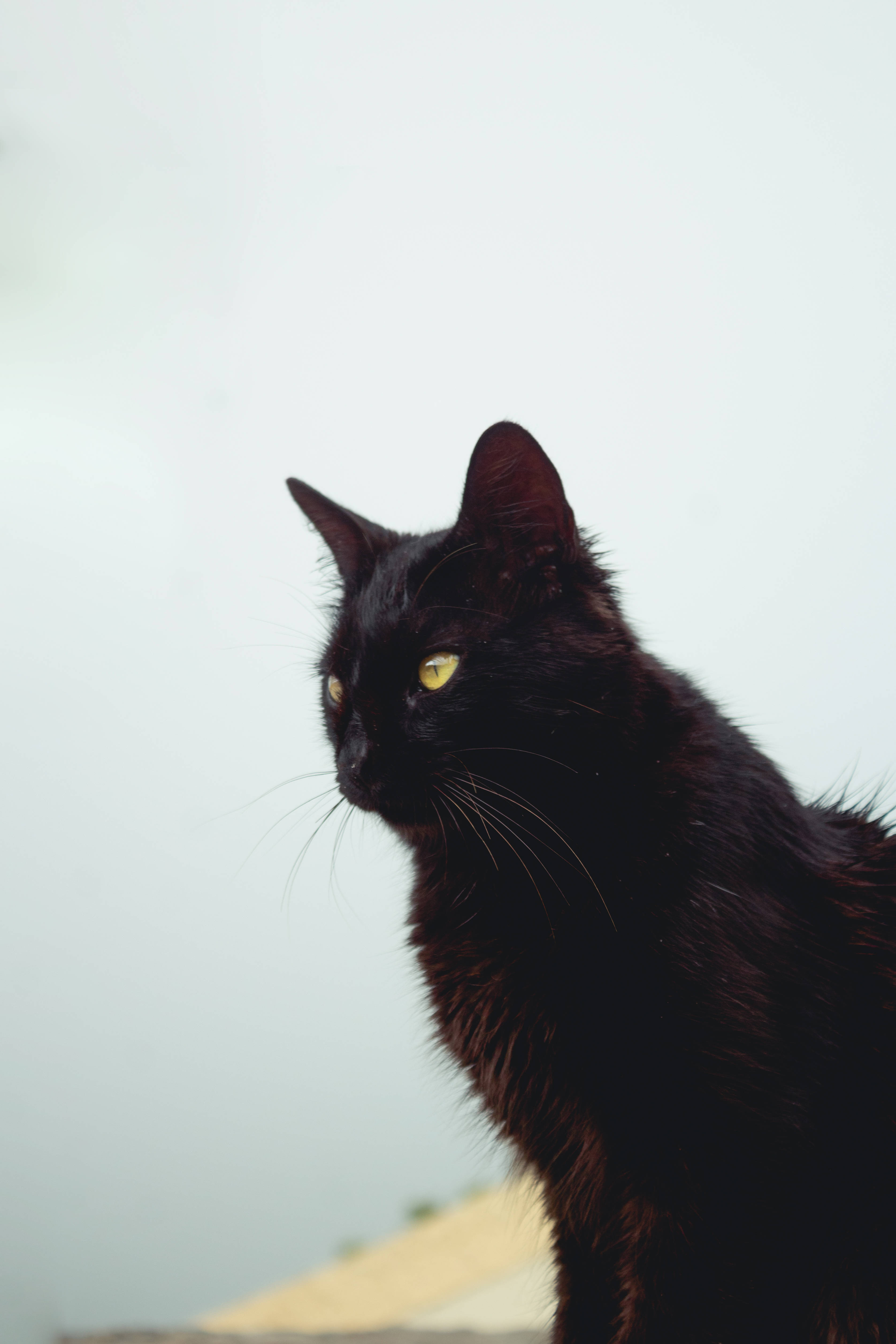 Langhåret svart katt Bakgrunner