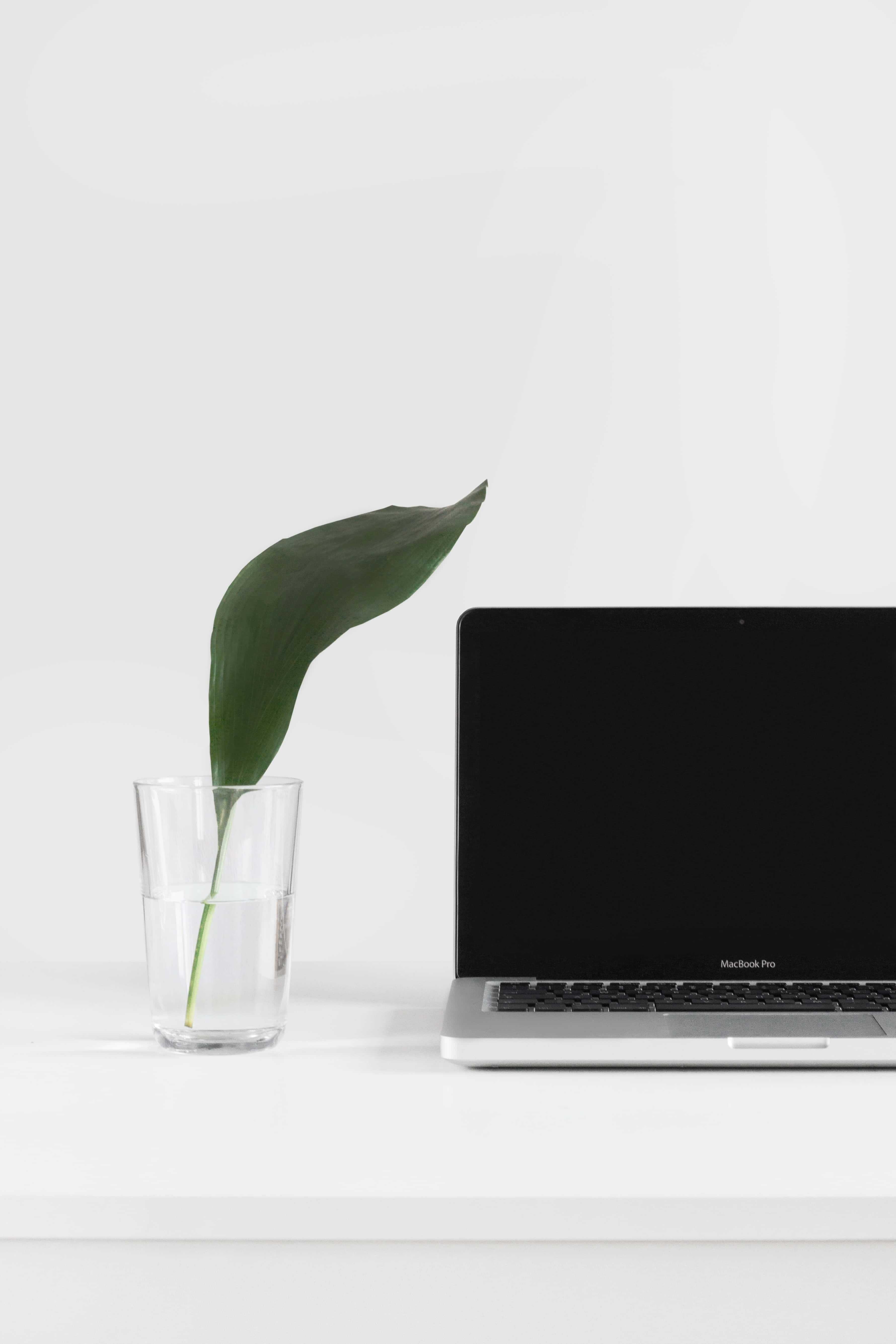 Laptop og blad bakgrunn Bakgrunner