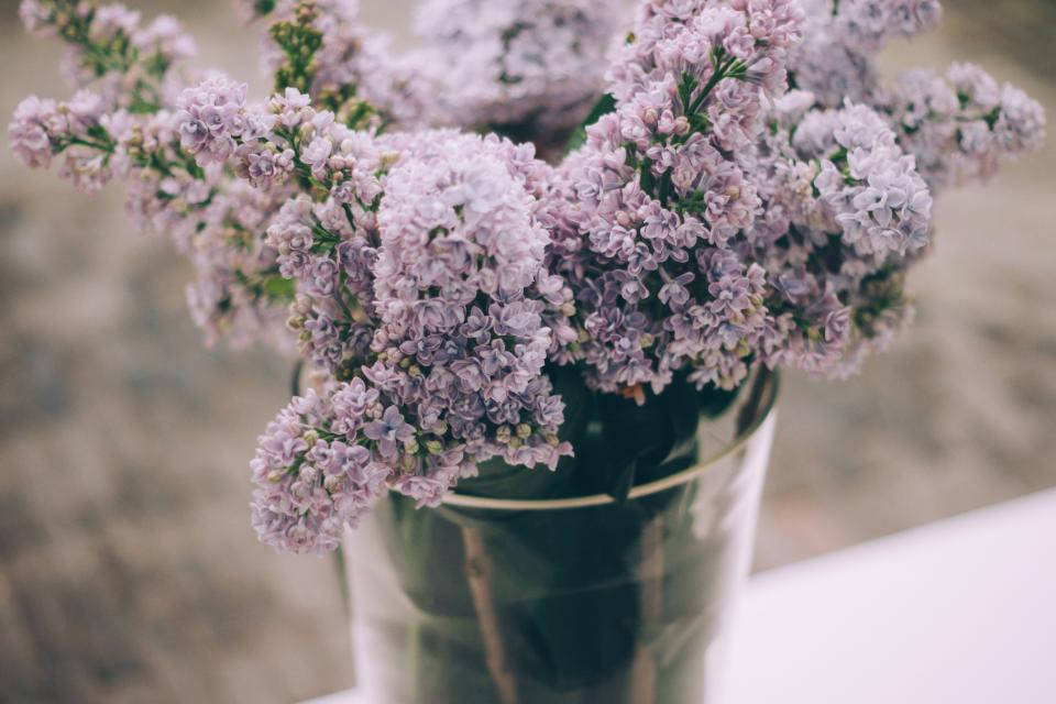 Lavendel estetiske blomster i en vase Bakgrunner