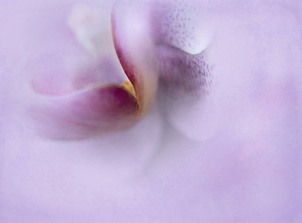 Lavendel Estetisk Abstrakt Blomst Bakgrunner