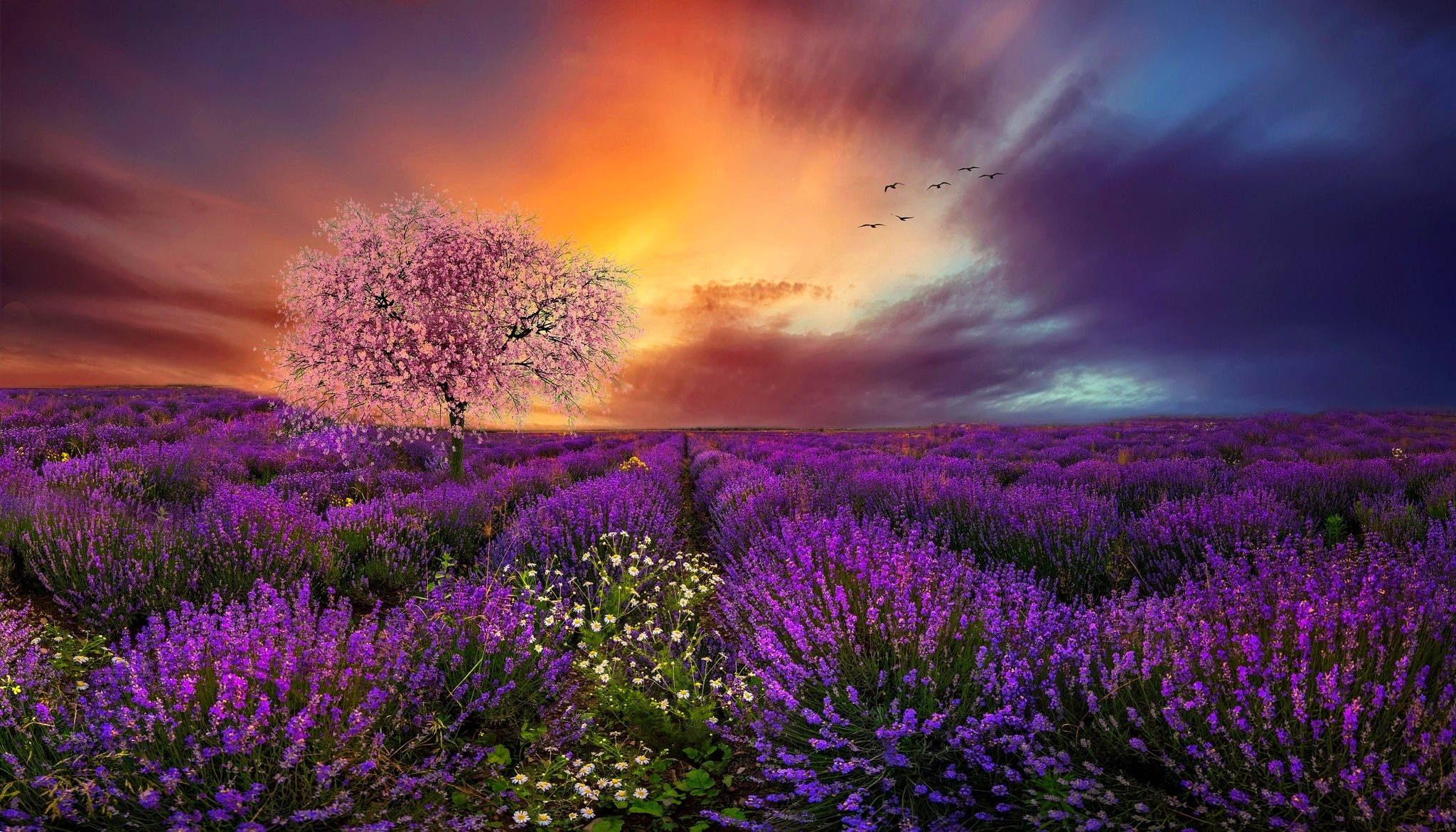 Lavendel estetisk mark, kirsebærblomster og solnedgang Bakgrunner