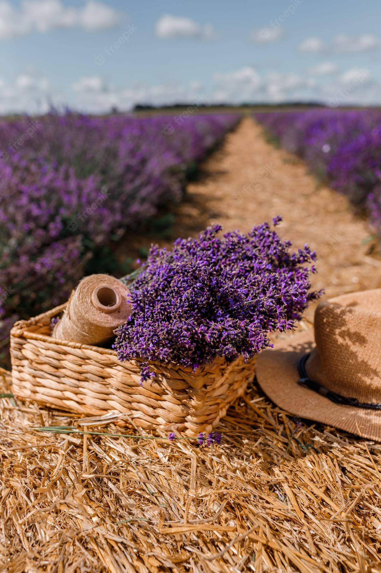 Lavendel estetiske blomsterknopper og hyssing Bakgrunner