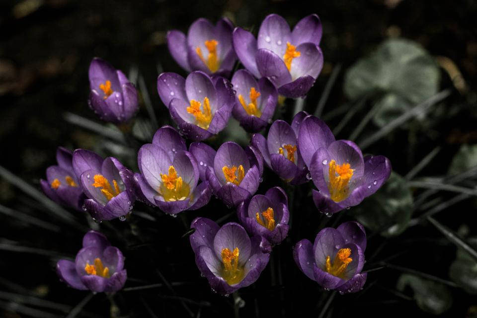 Lavendel estetiske krokusblomster Bakgrunner
