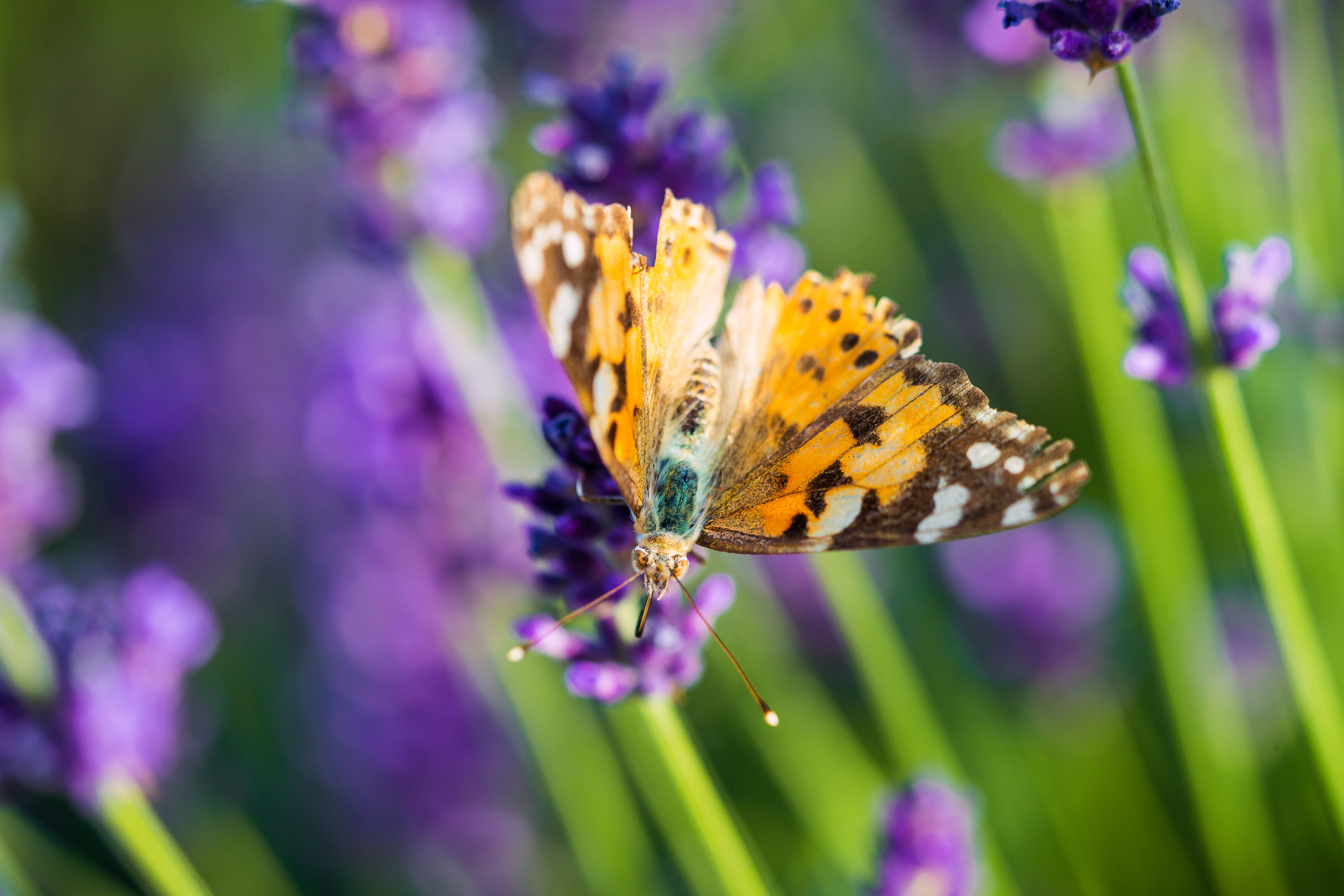 Lavendel estetisk sommerfugl på blomsterknopp Bakgrunner