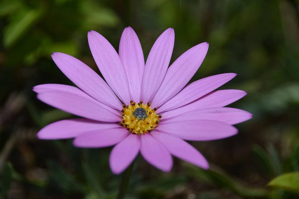 Lavendel estetisk tusenfryd i lilla Bakgrunner