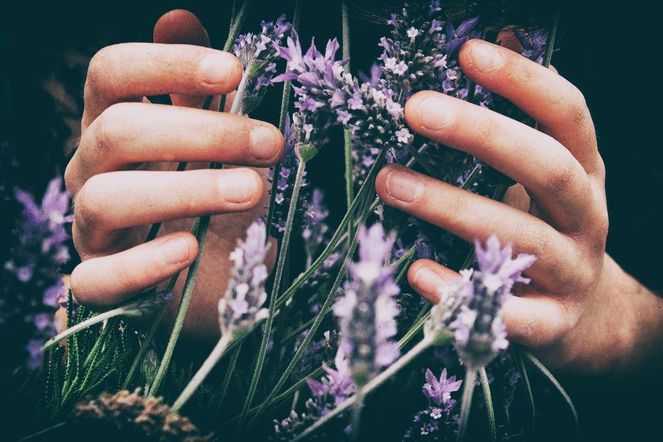 Lavendel estetiske blomster Bakgrunner
