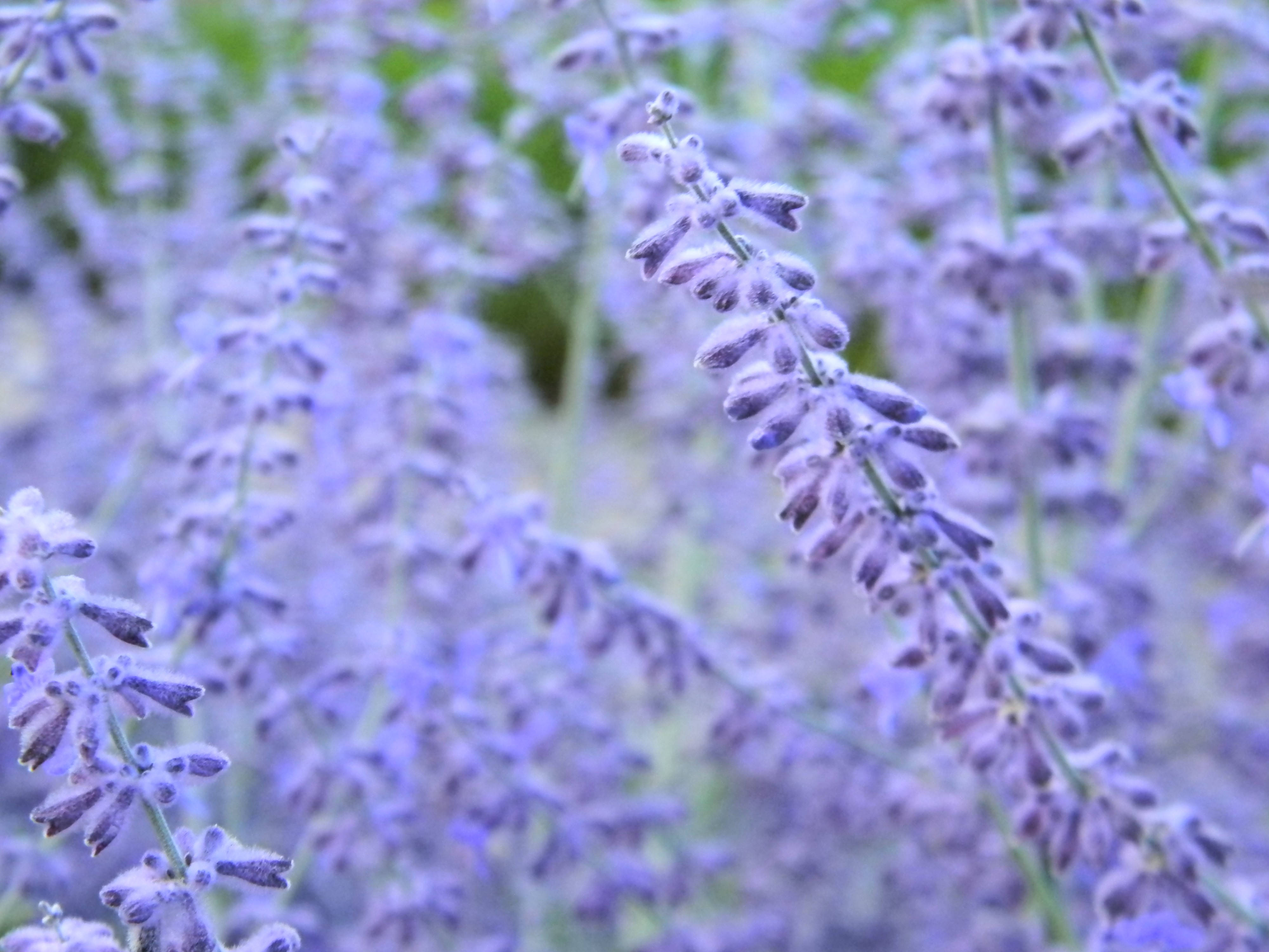 Lavendel estetiske blomsterknopper i blomst Bakgrunner