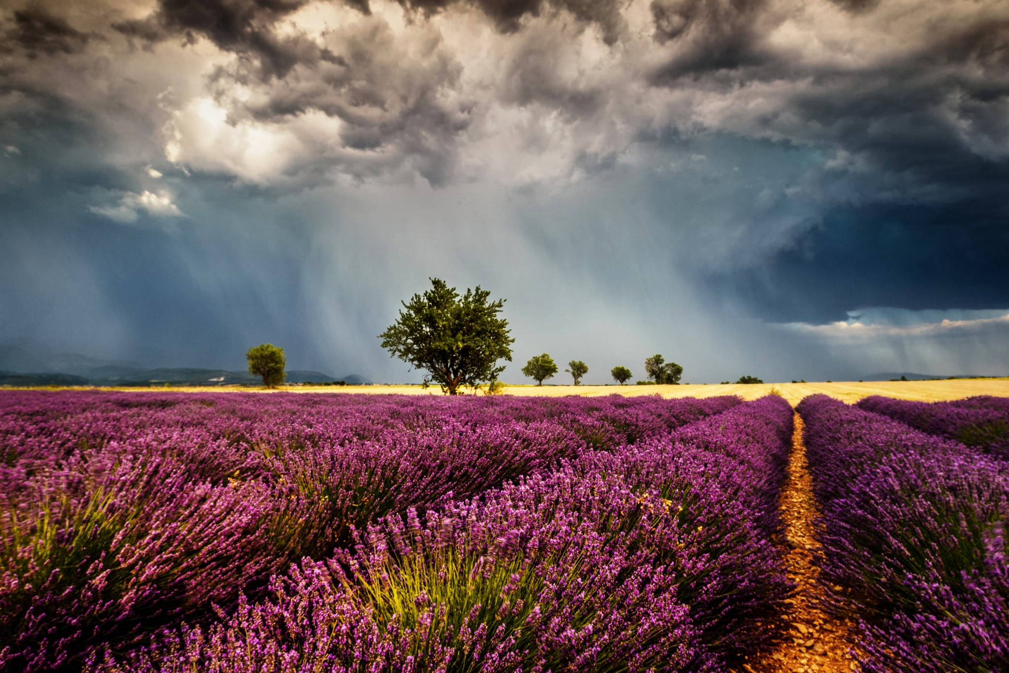 Lavendel estetisk åker og regnskyer Bakgrunner