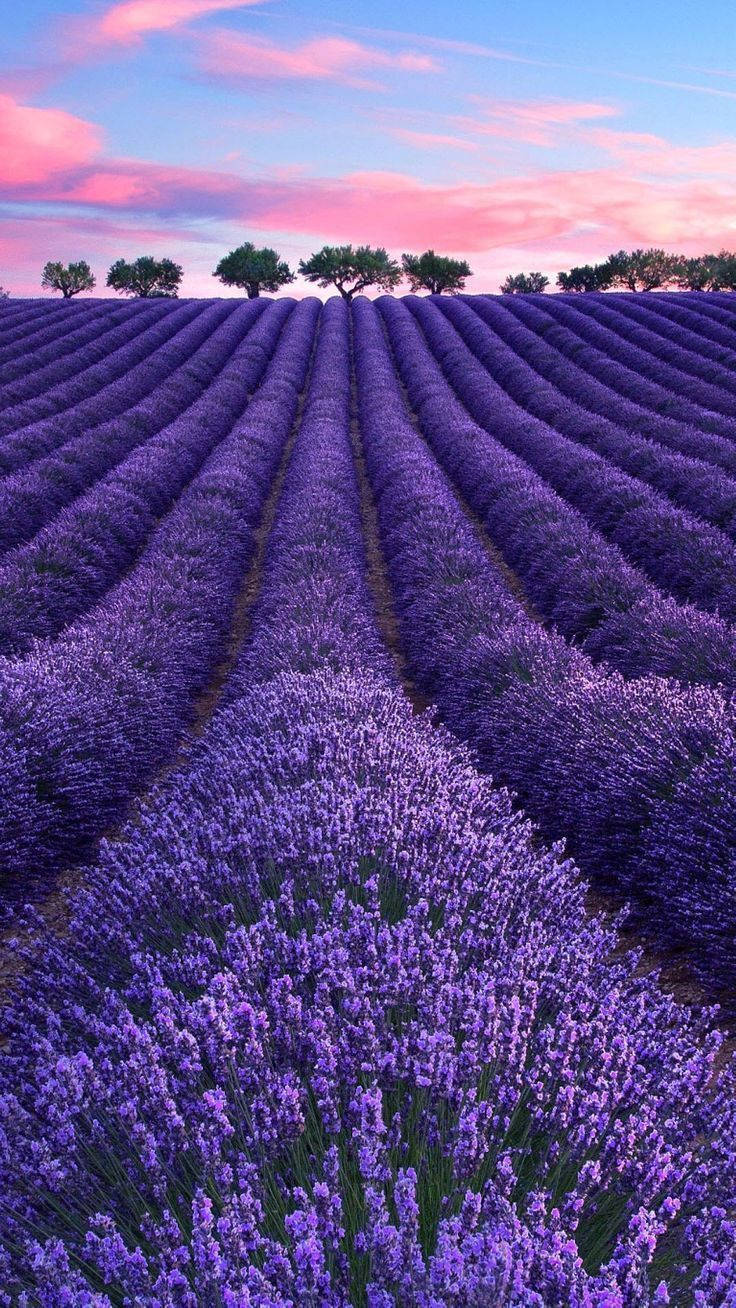 Lavendel-estetisk åker, trær og rosa skyer Bakgrunner