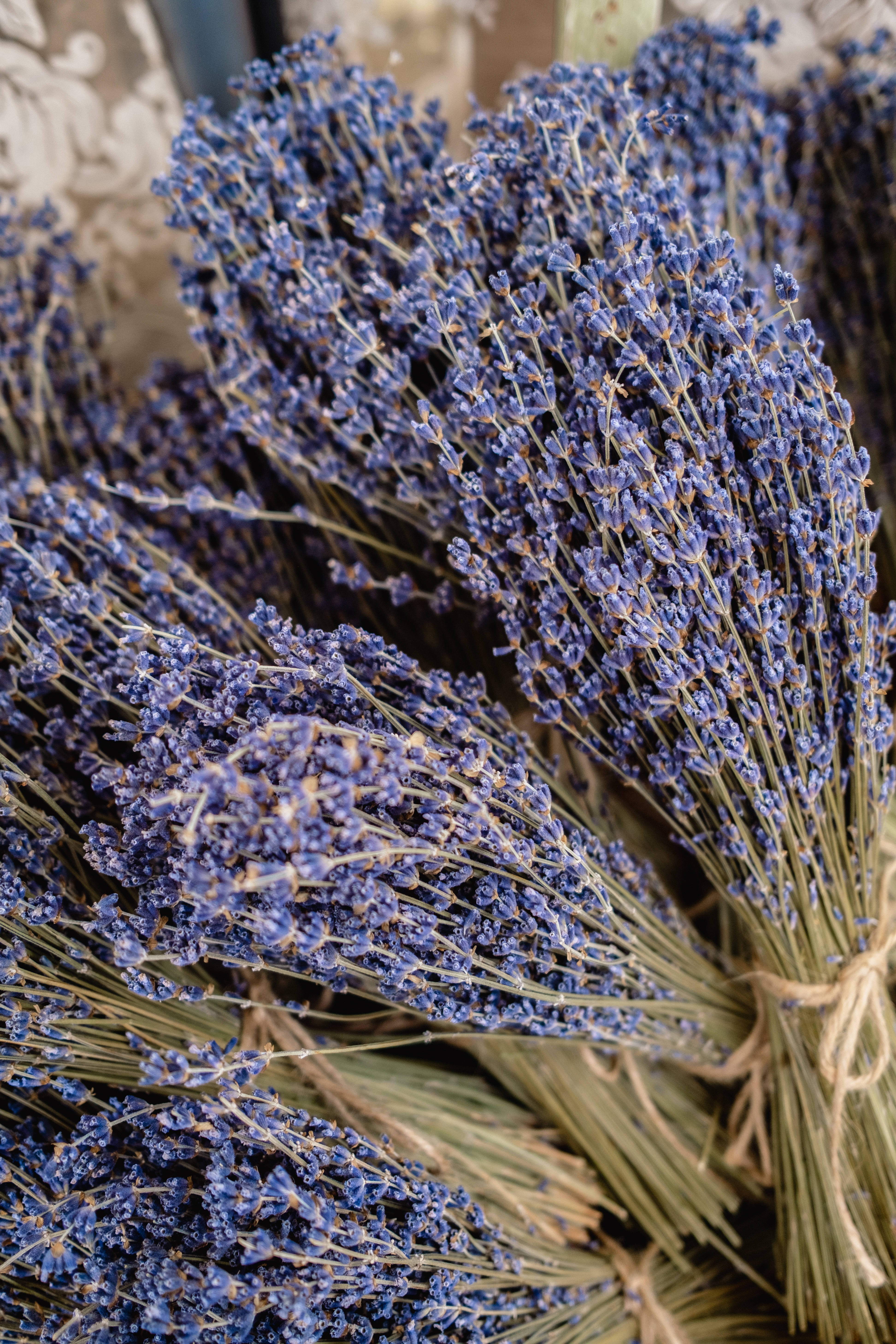 Lavendel estetisk bukett med blomster Bakgrunner