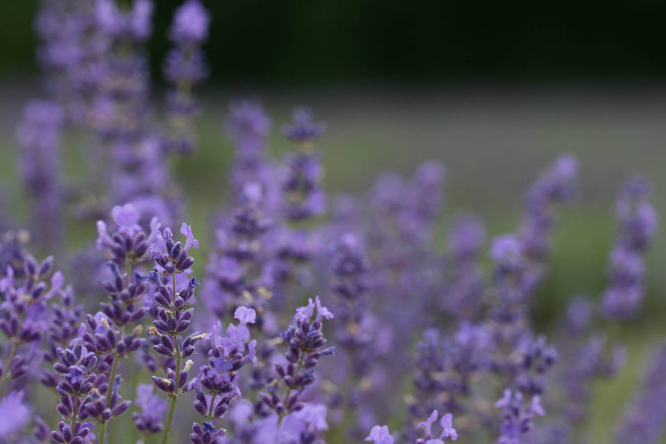 Lavendel estetisk fiolette knopper Bakgrunner