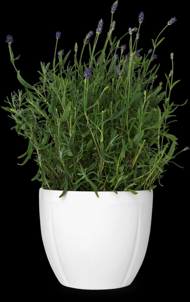 Lavendel i hvit potte på svart bakgrunn Bakgrunner