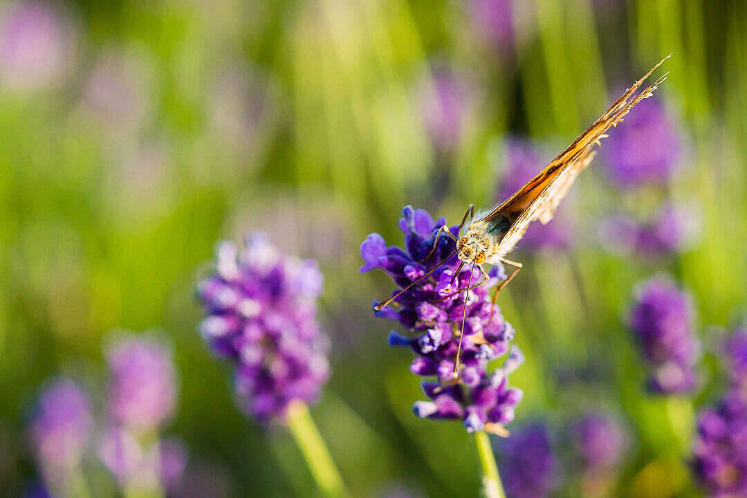Lavendel med estetisk sommerfugl Bakgrunner
