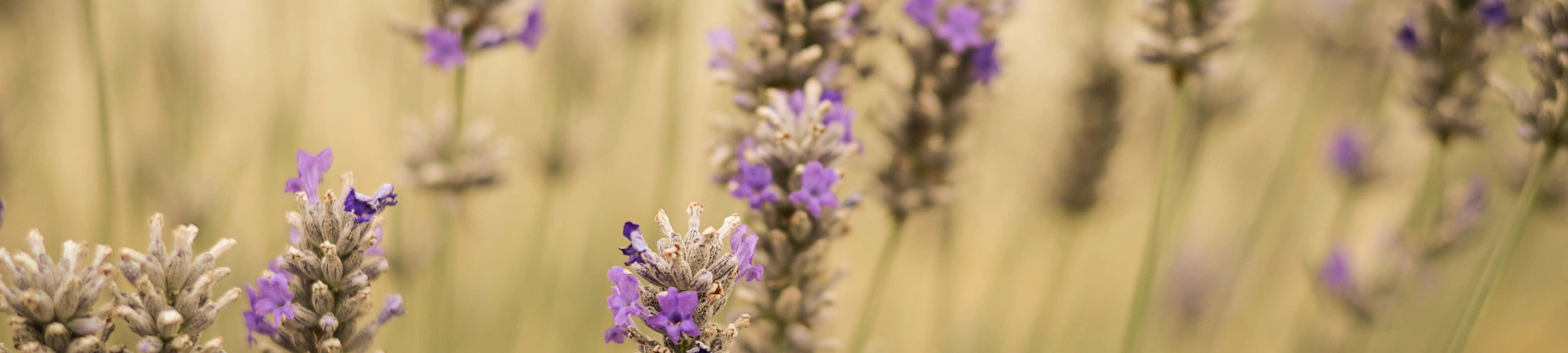 Lavendelblomster på et jorde med uskarp bakgrunn Bakgrunner