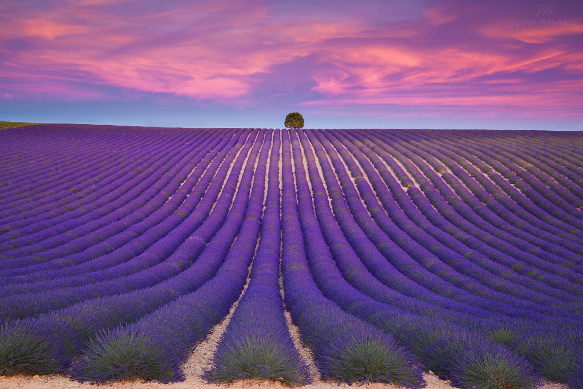 Lavendelestetikk med ryddige rader og fiolett himmel Bakgrunner